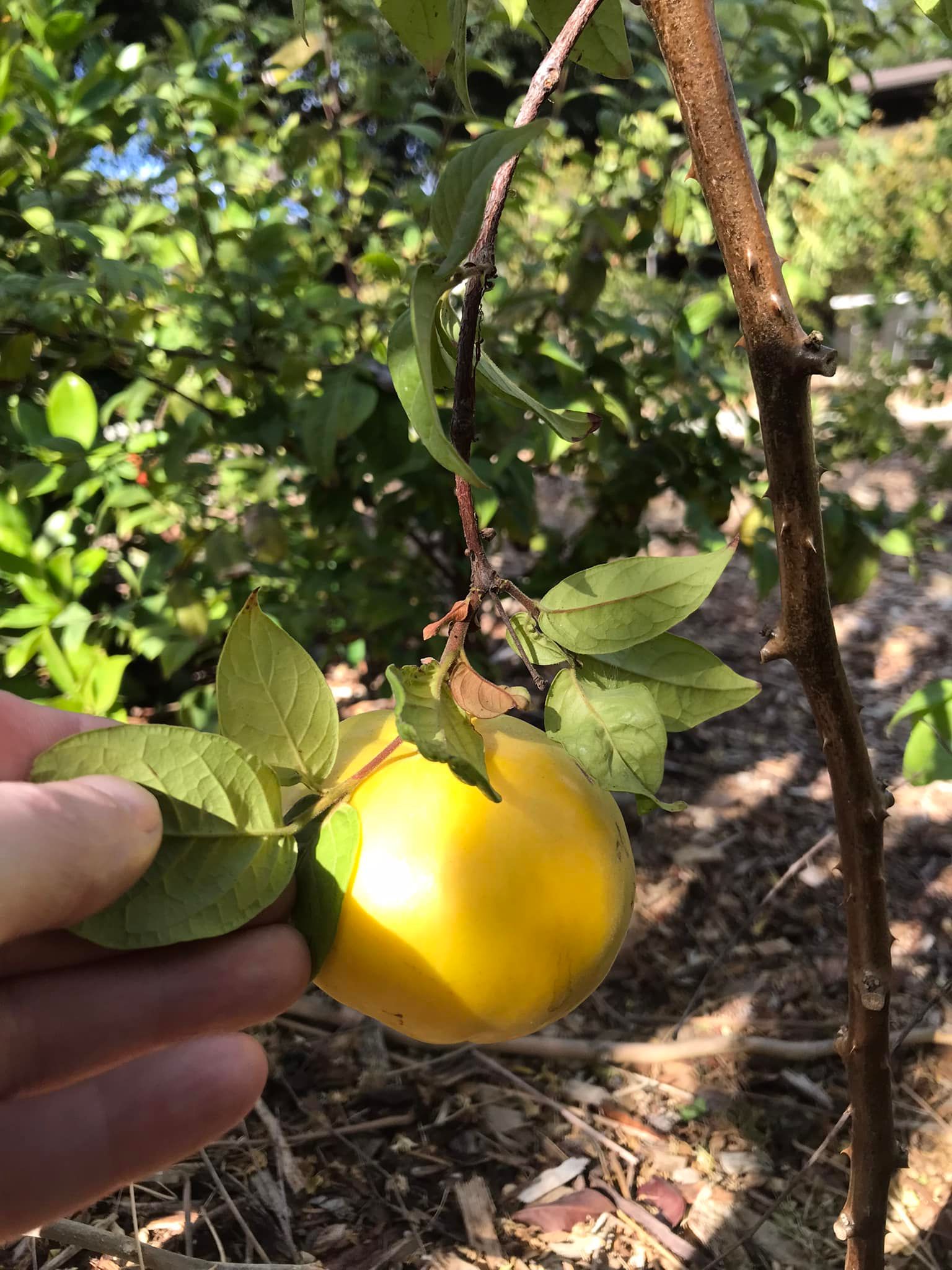 Araza Boi (Eugenia stipitata) -  1 fresh seed / 1 frischer Samen