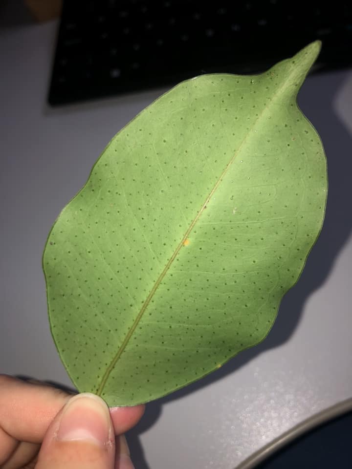 Pre Order - Eugenia stigmatosa -  1 fresh seed / 1 frischer Samen