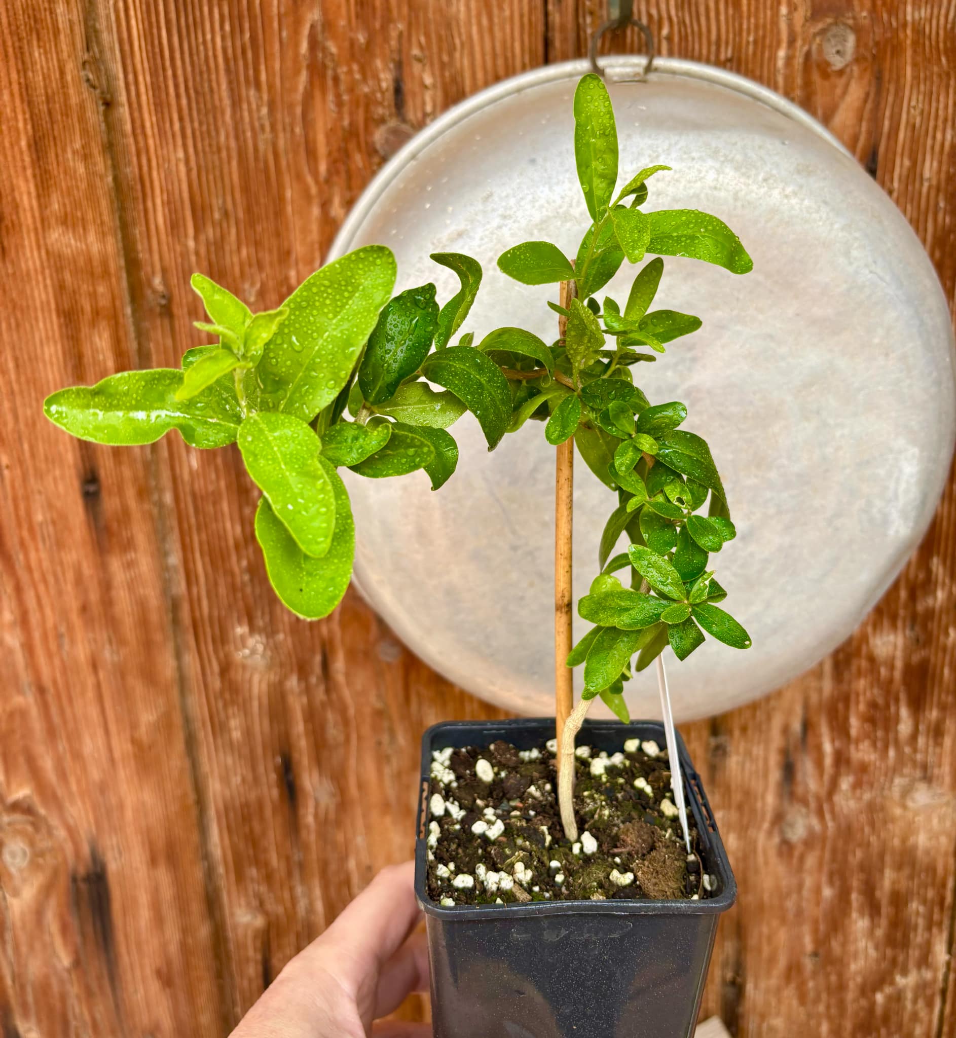 Kei Apple (Dovyalis caffra) Nr. 1 - 1 potted plant / 1 getopfte Pflanze Kei Apple (Dovyalis caffra) Nr. 1 - 1 potted plant / 1 getopfte Pflanze