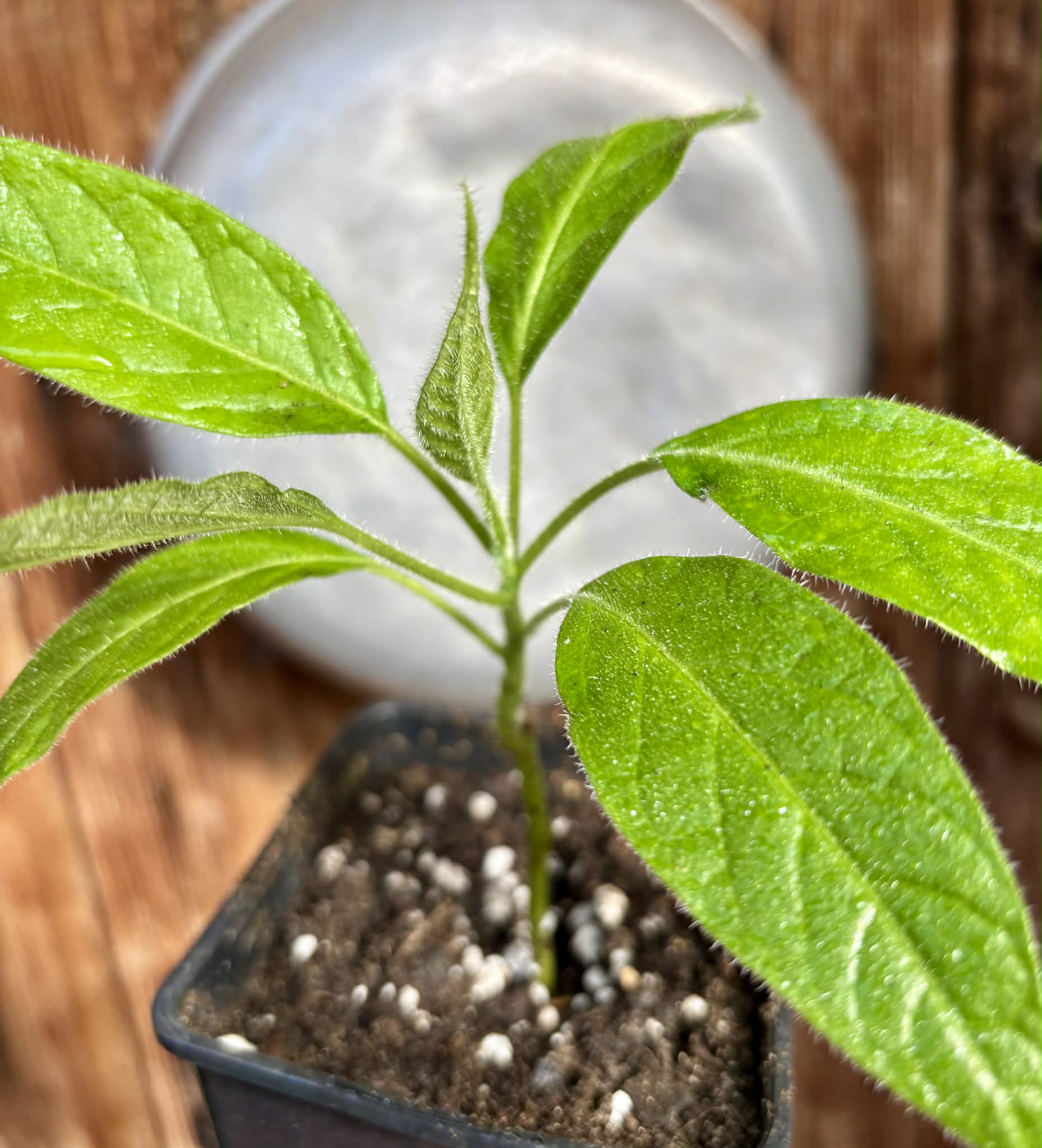 Solanum luridifuscescens - Tomatao Verde Piloso - 1 potted seedling / 1 getopfter Sämling