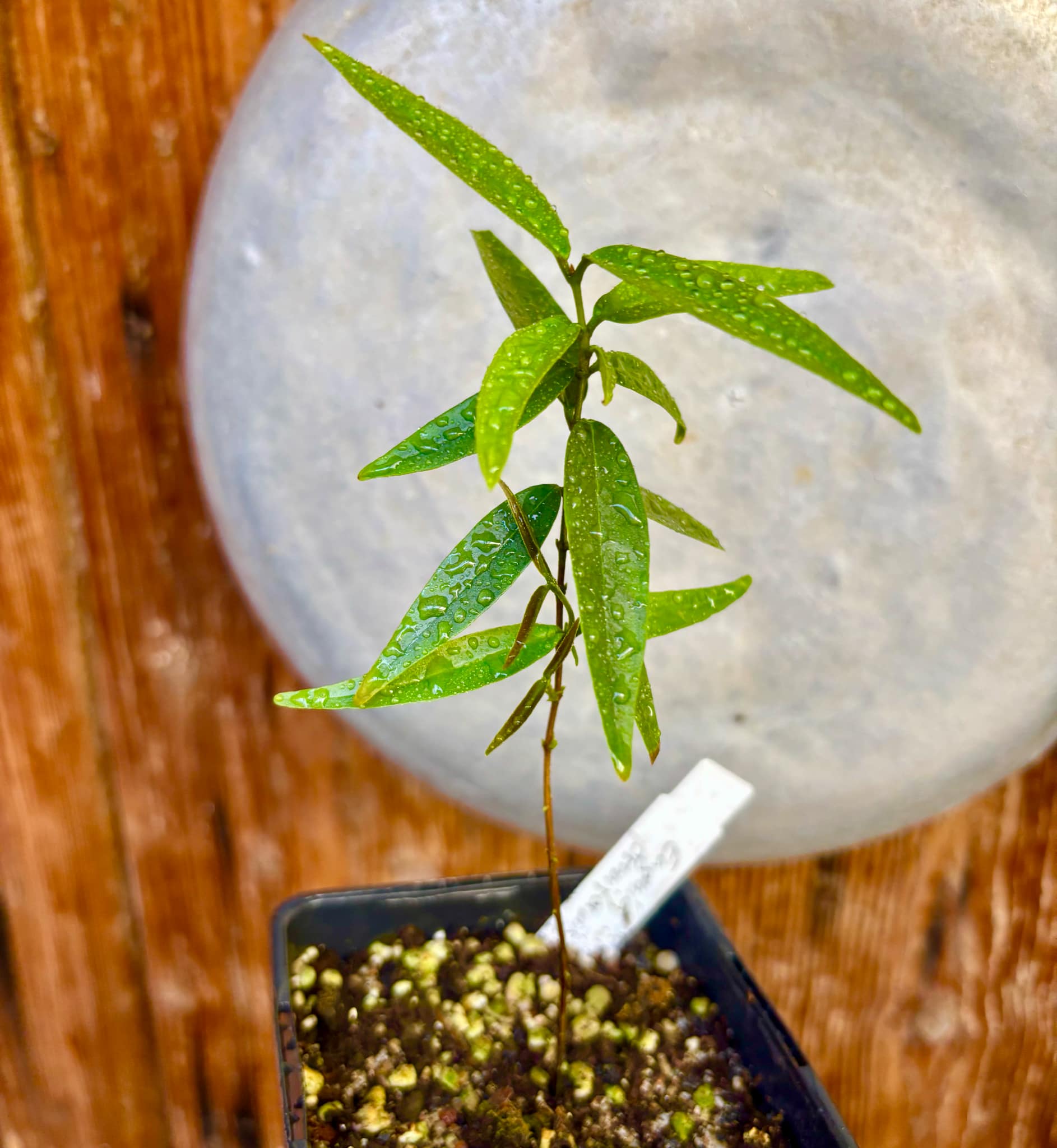 Eugenia pruniformis - Ameixa da Preta - 1 potted plant / 1 getopfte Pflanze