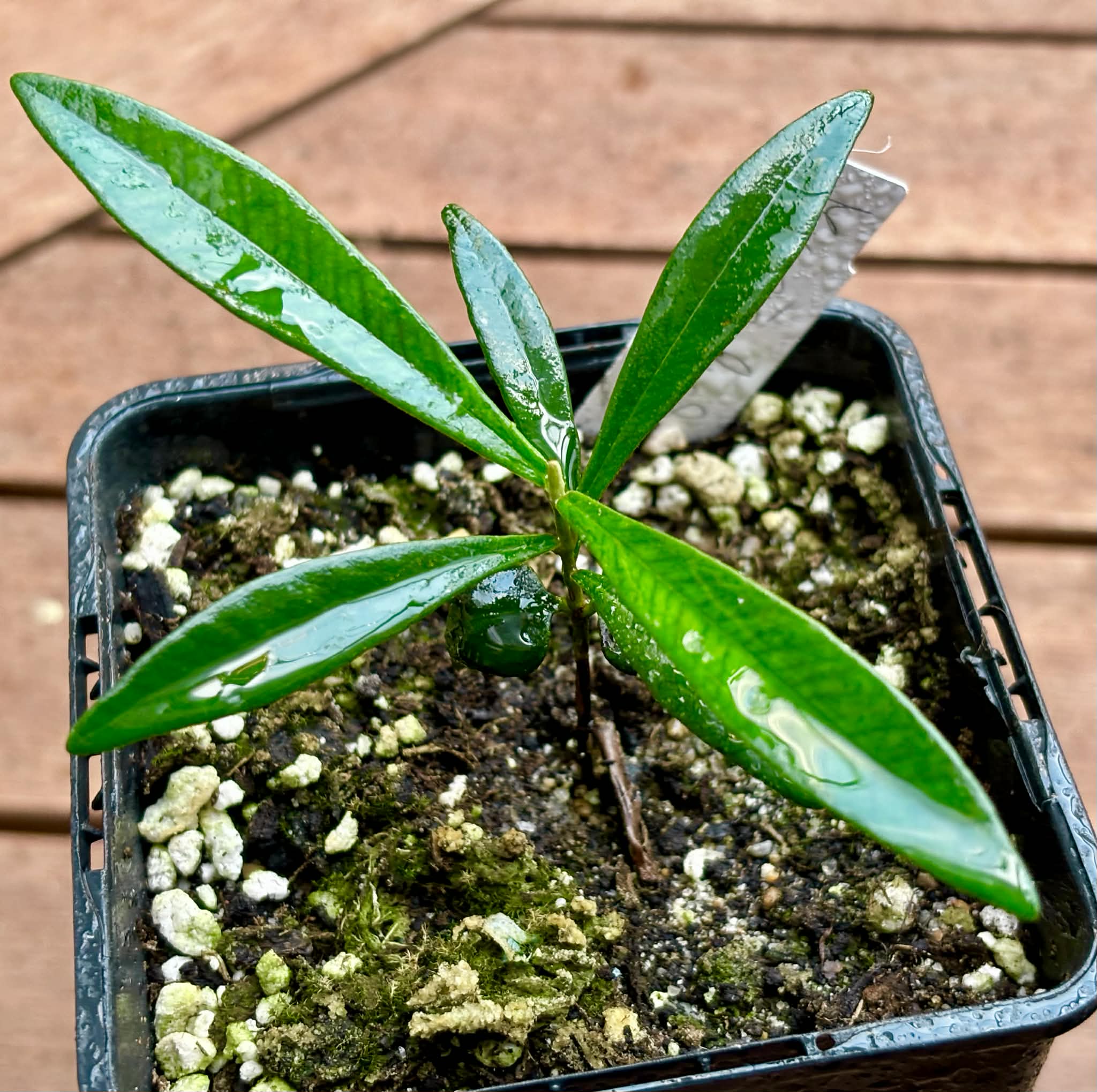 Collection of 5 Myrcia -  5 different potted plants / 5 verschiedene, getopfte Pflanzen