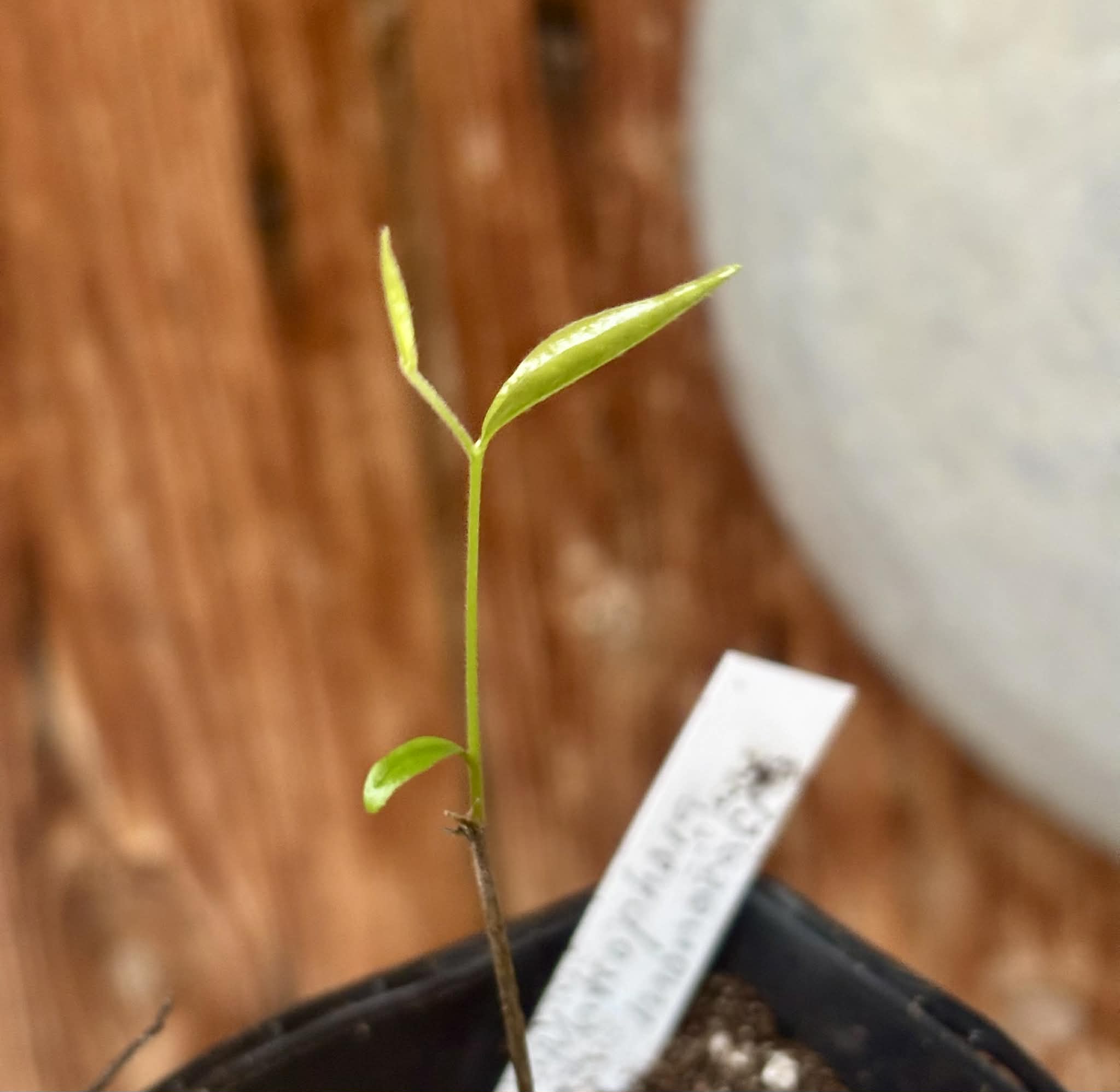 Phrom Phanom (Mitrophora monocarpa) - 1 potted seedling / 1 getopfter Sämling