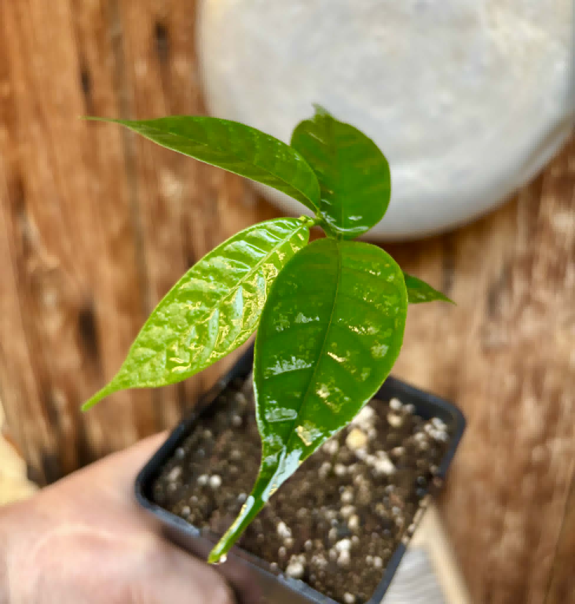 Kesusu (Prainea limpato) - 1 potted seedling / 1 getopfter Sämling