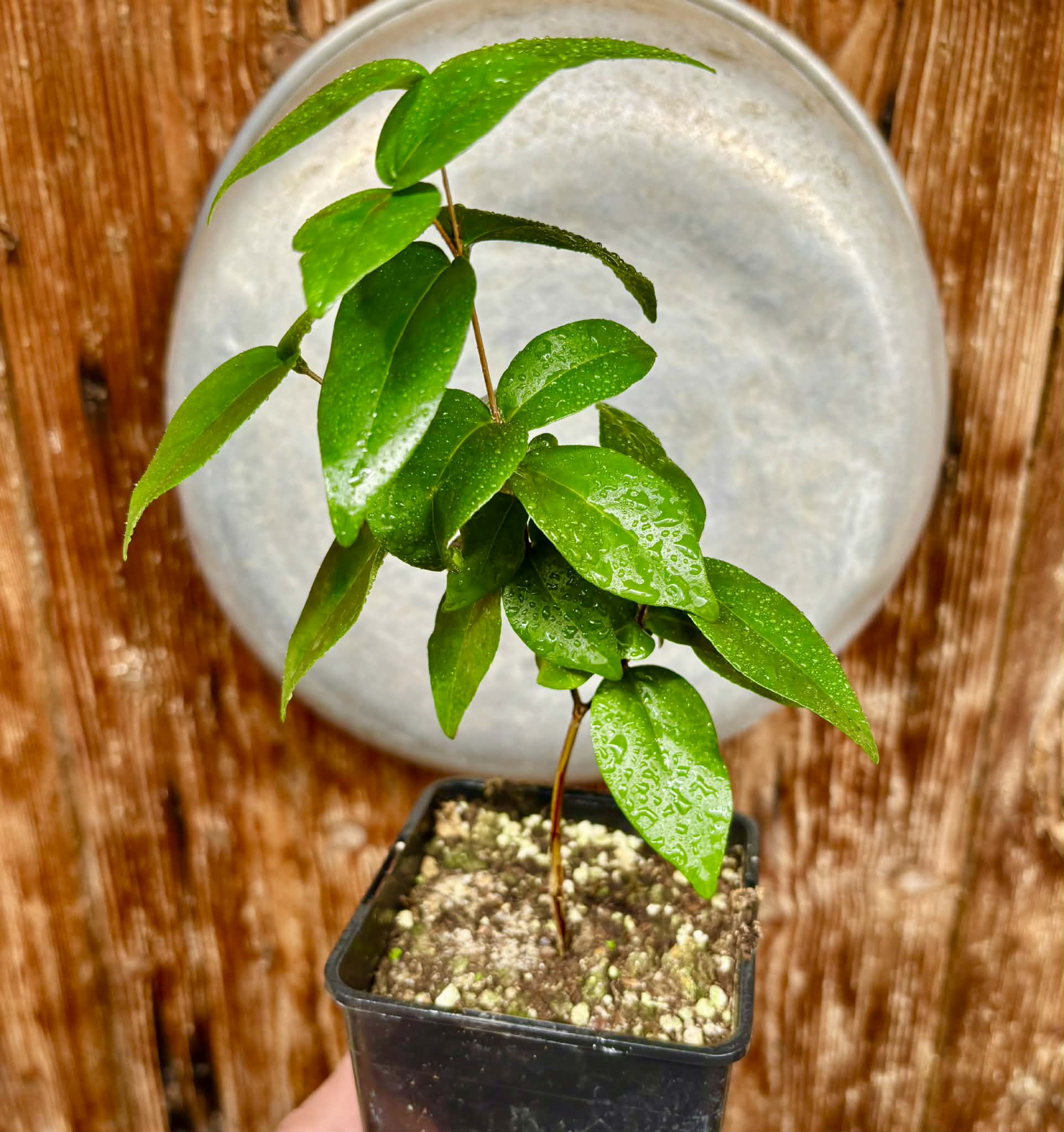 Eugenia uniflora var. Gigante Pitangao  - 1 potted seedling / 1 getopfter Sämling