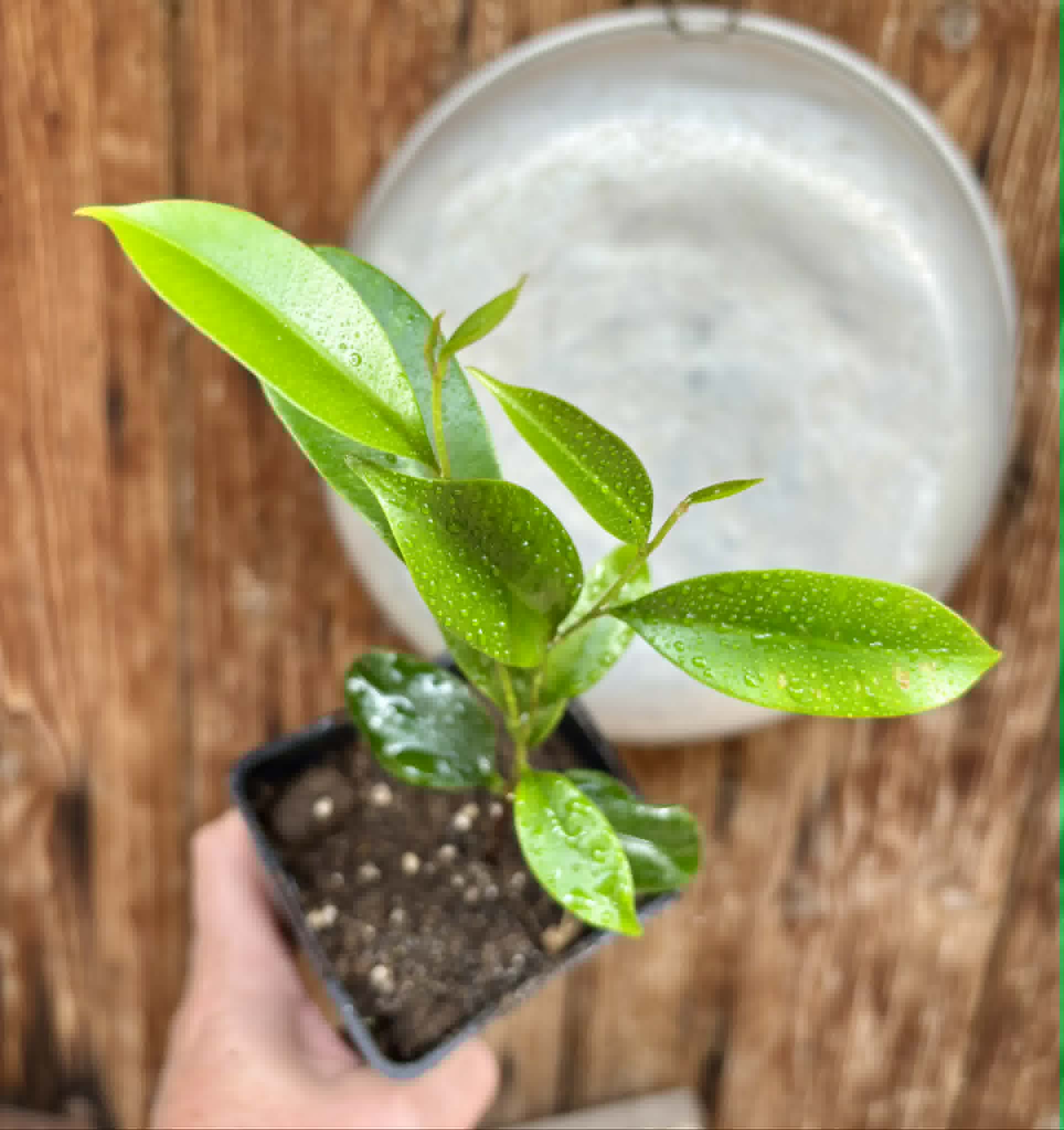Diploon cuspidatum  -  1 potted seedling / 1 getopfter Sämling