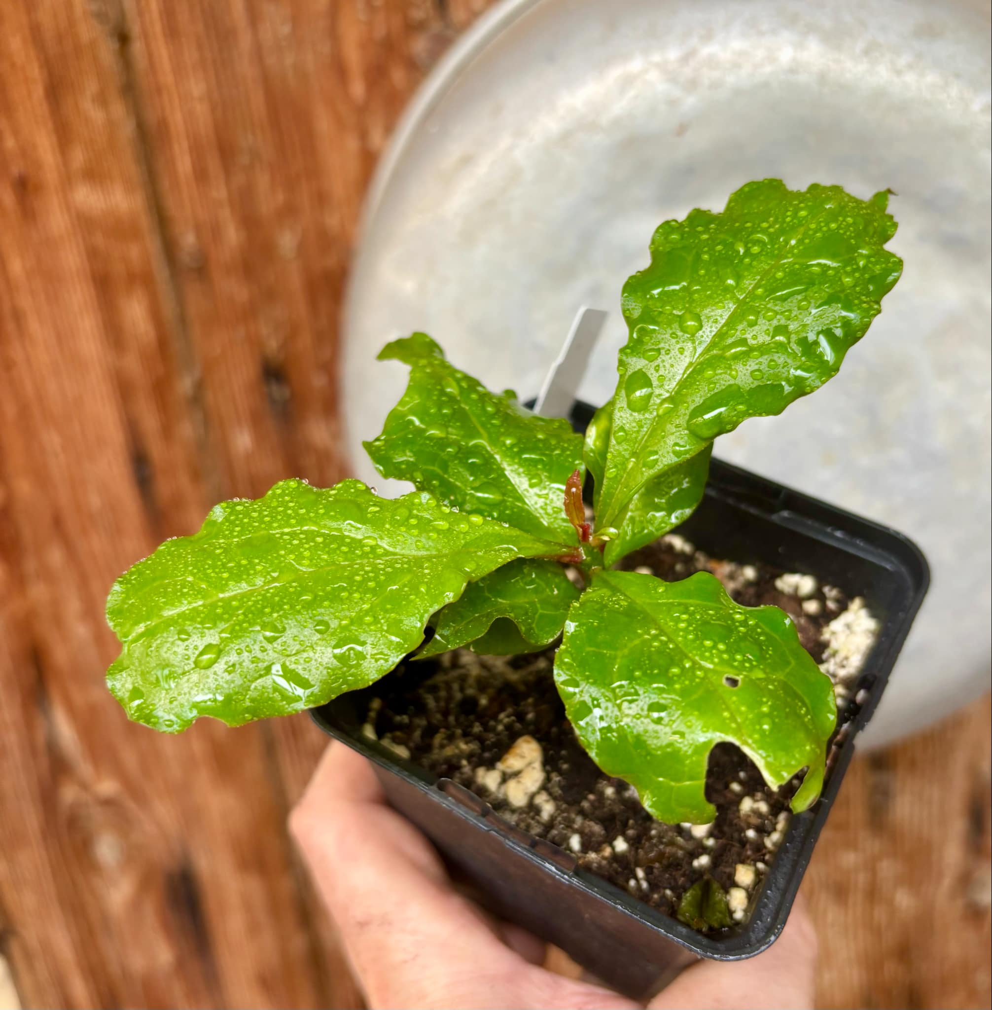 Pereskia bleo - Leuenbergeria bleo - 1 potted plant / 1 getopfte Pflanze Pereskia bleo - Leuenbergeria bleo - 1 potted plant / 1 getopfte Pflanze