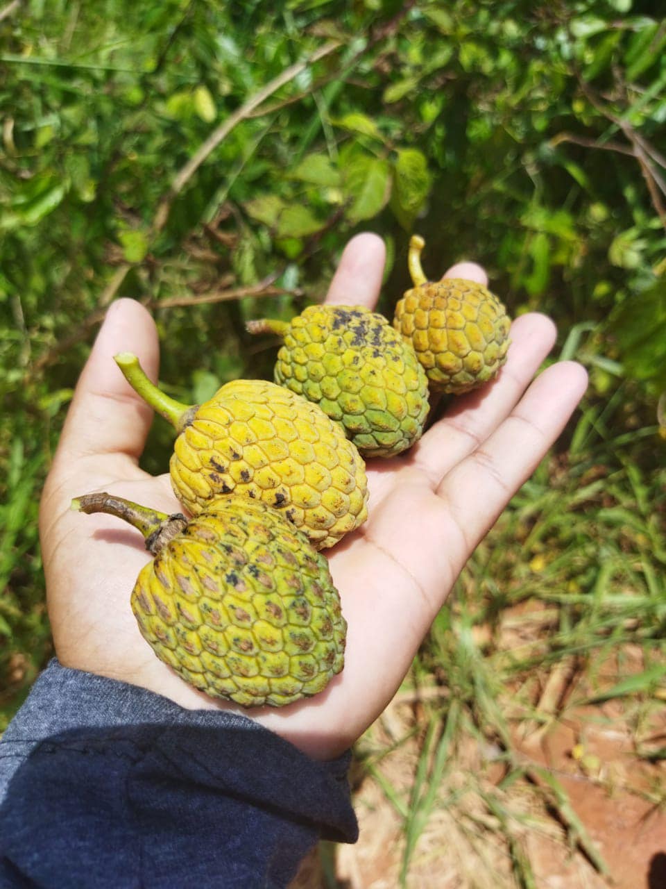Annona sp. floresta amazônica  - 1 potted plant / 1 getopfte Pflanze