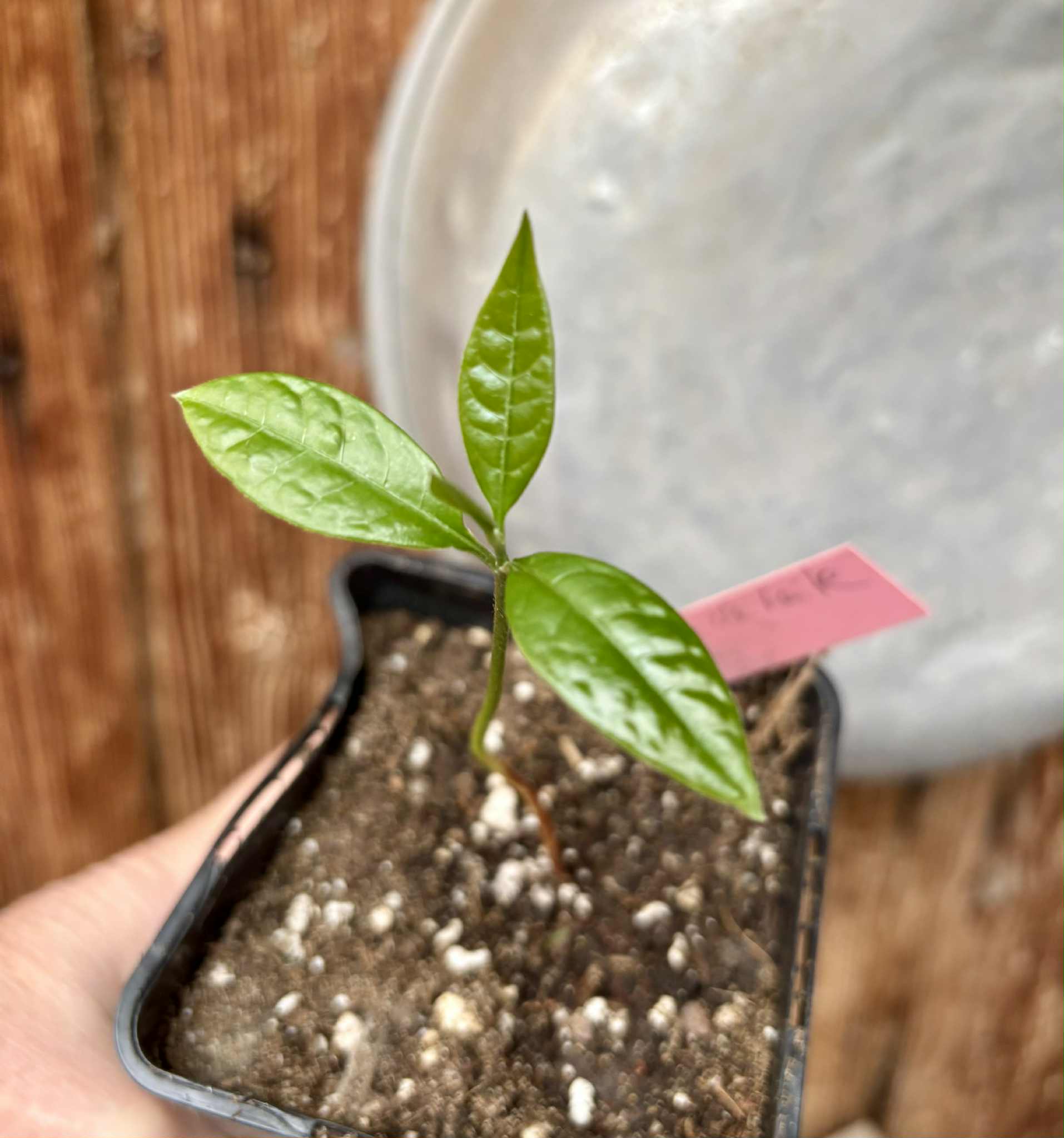 Abiu de Leite (Sarcaulus sp) - 1 potted seedling / 1 getopfter Sämling