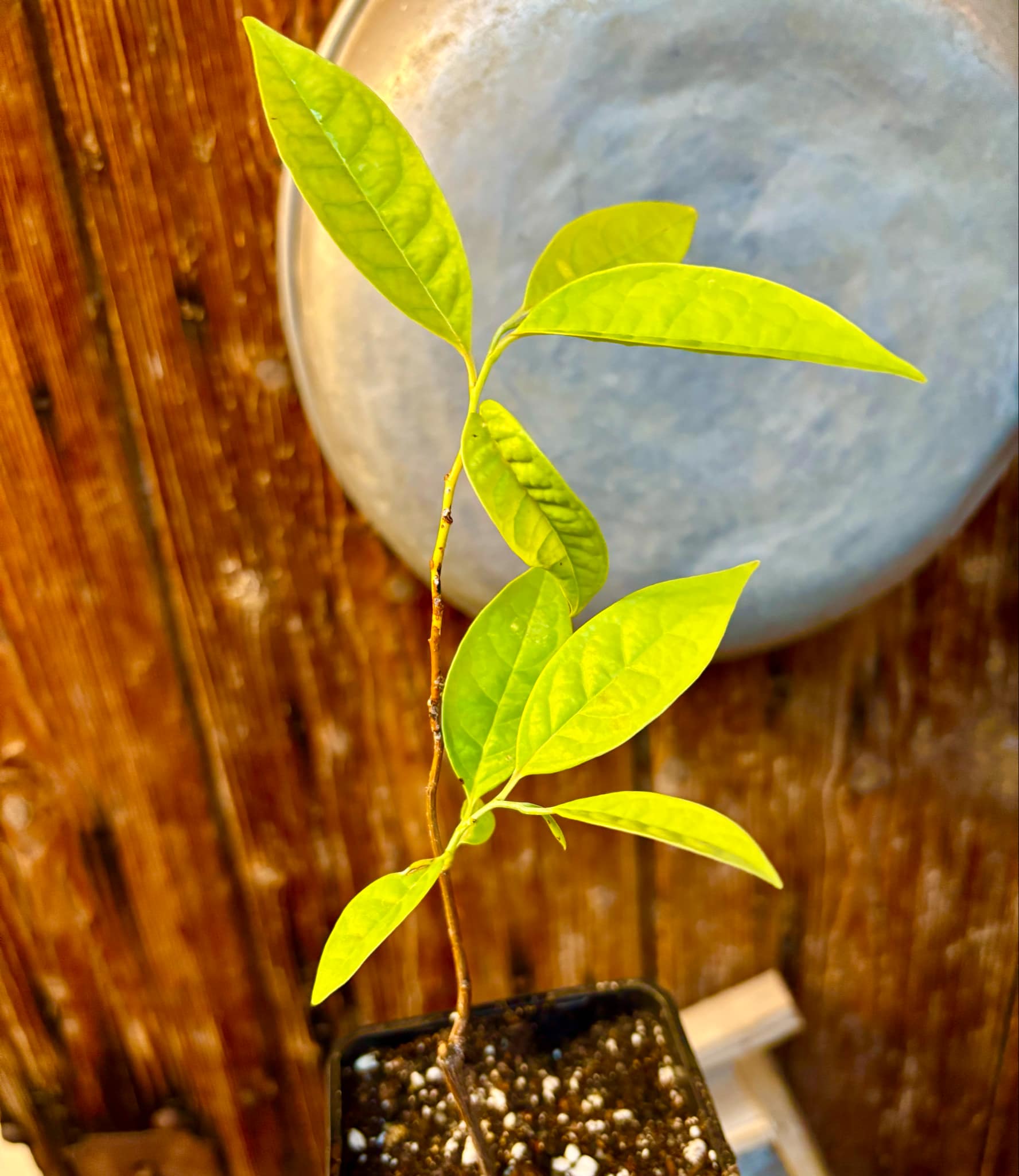 Annona cacans - 1 potted plant / 1 getopfte Pflanze Annona cacans - 1 potted plant / 1 getopfte Pflanze