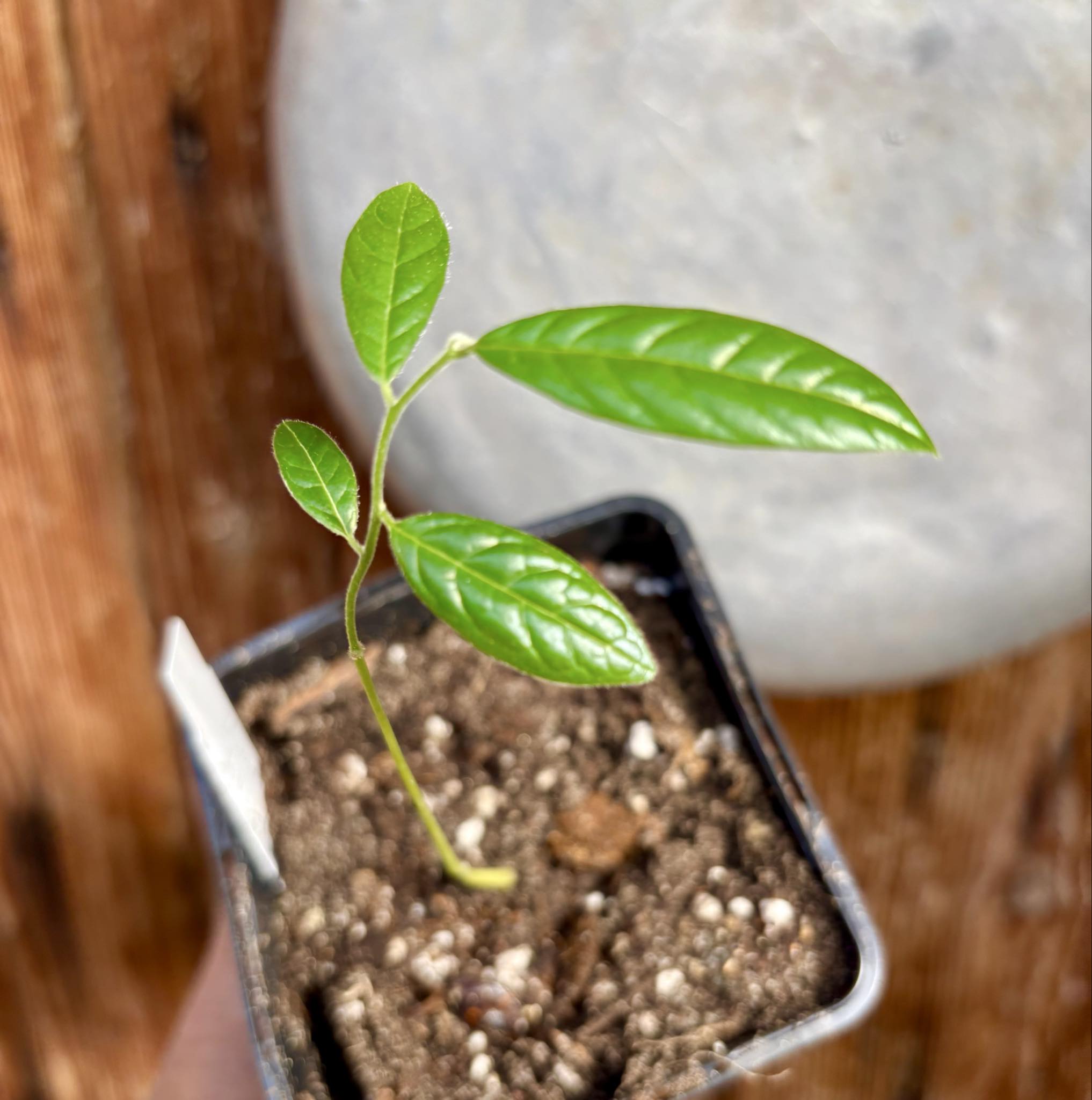 Uvaria hirsuta -  1 potted plant / 1 getopfte Pflanze
