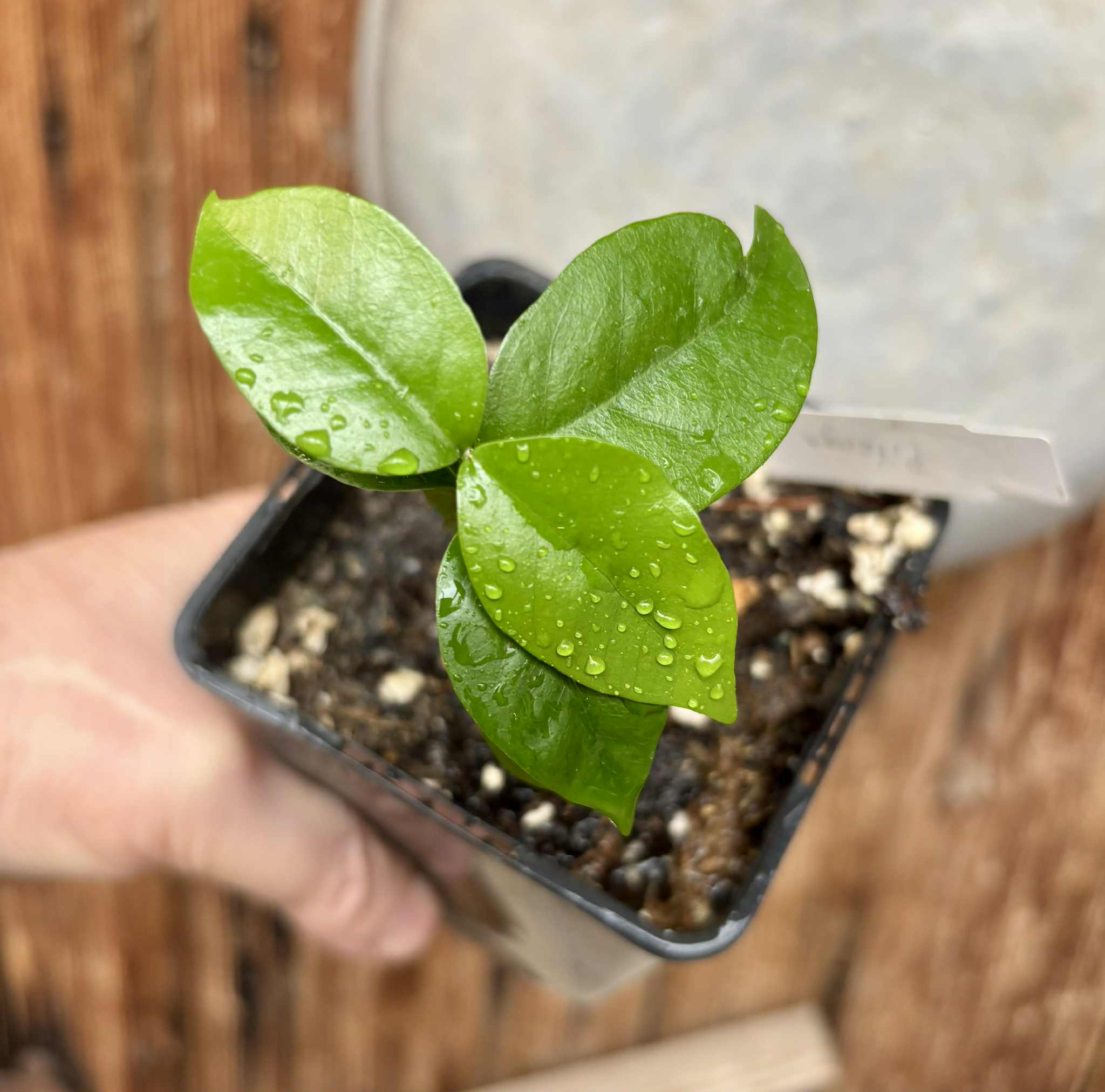 Eugenia uniflora var. black - cultivated variety / 1 potted plant / 1 getopfte Pflanze