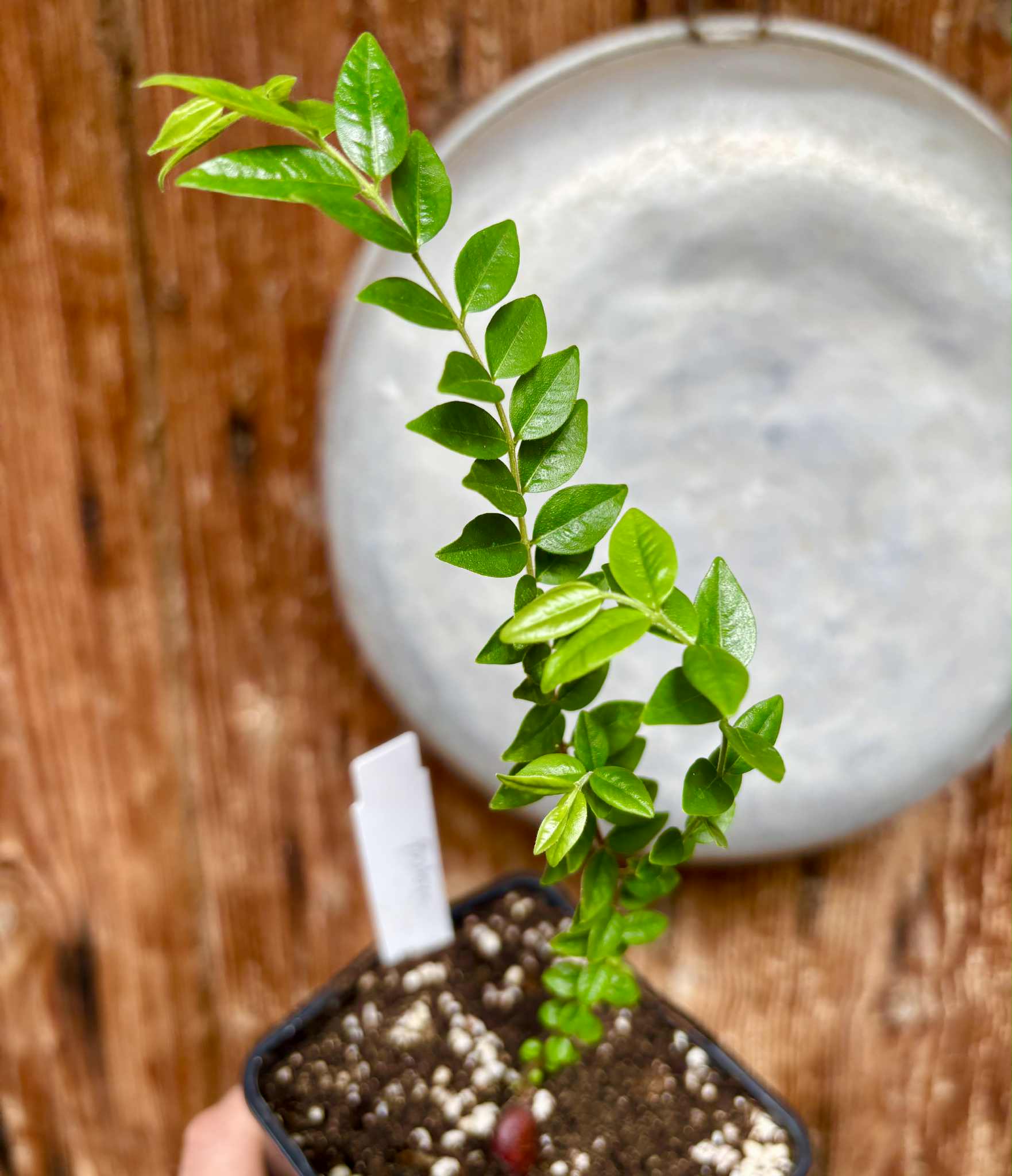 Myrciaria sp Pastora - 1 potted seedling / 1 getopfter Sämling