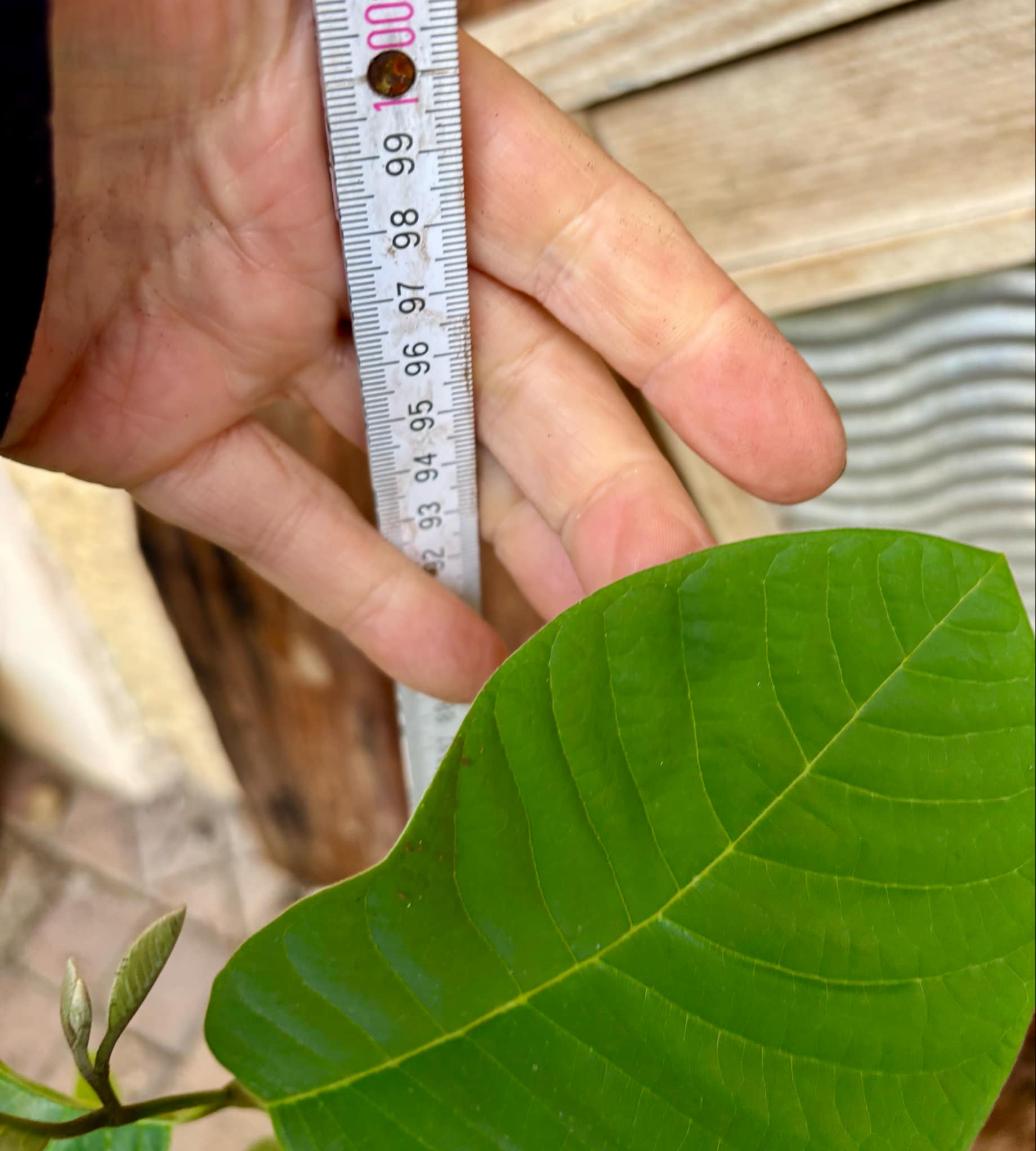 Cherimoya var. Fino de Jete (Annona cherimola) - 1 potted plant / 1 getopfte Pflanze