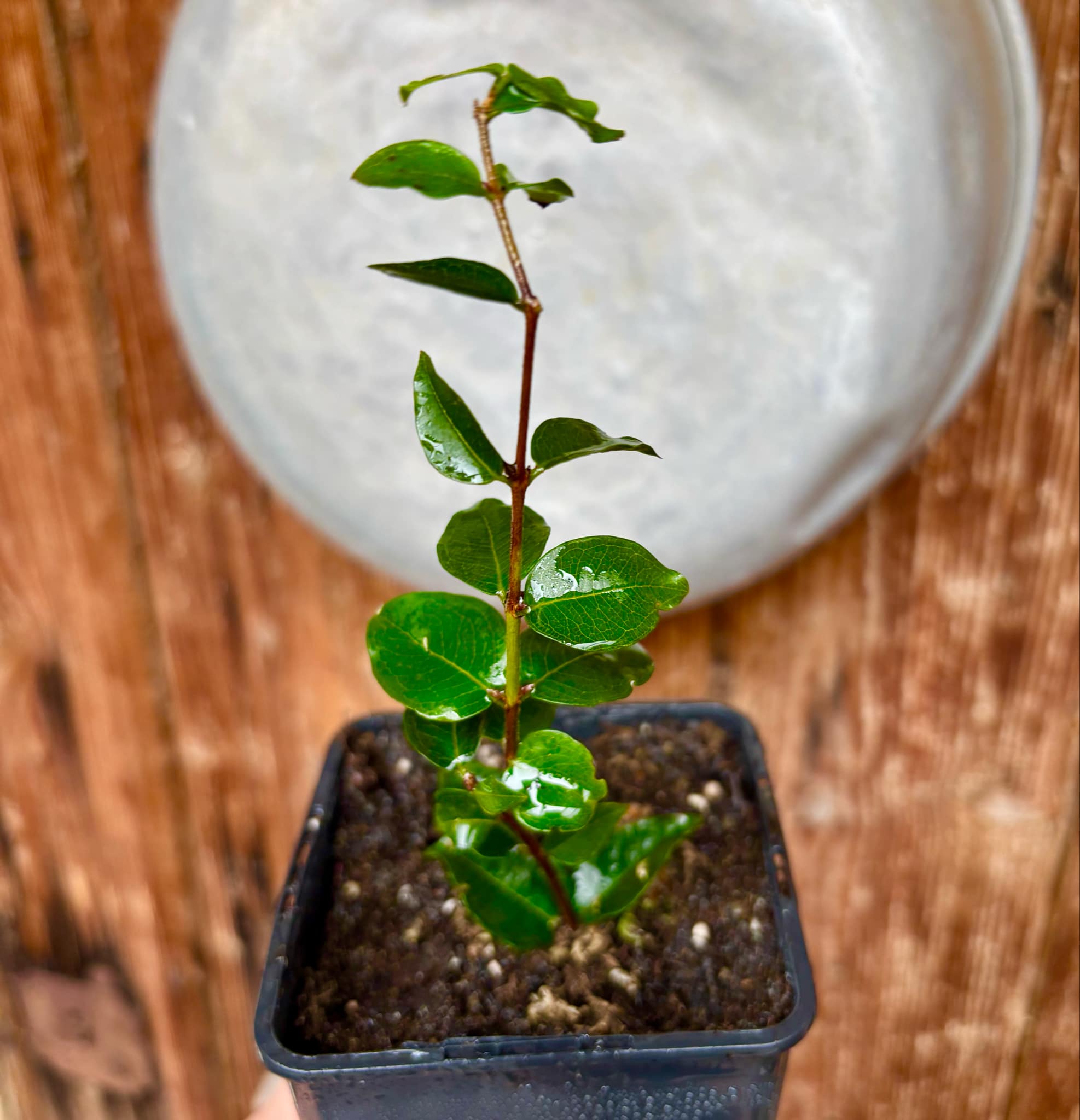 Eugenia uniflora var. Tutti Colore 1 rooted  cutting, potted / 1 bewurzelter Steckling, getopft 