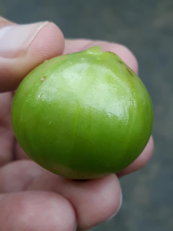 Plinia aureana - Rare exotic plant - Seltene exotische Pflanze