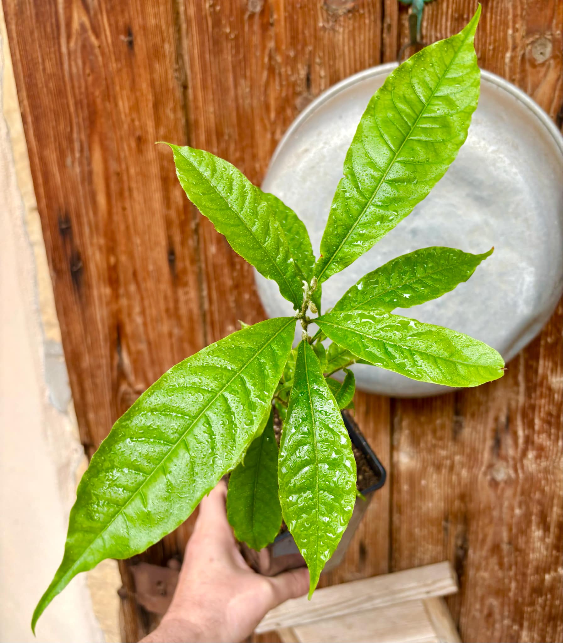 Abiu (Pouteria caimito) - 1 potted plant / 1 getopfte Pflanze Abiu (Pouteria caimito) - 1 potted plant / 1 getopfte Pflanze