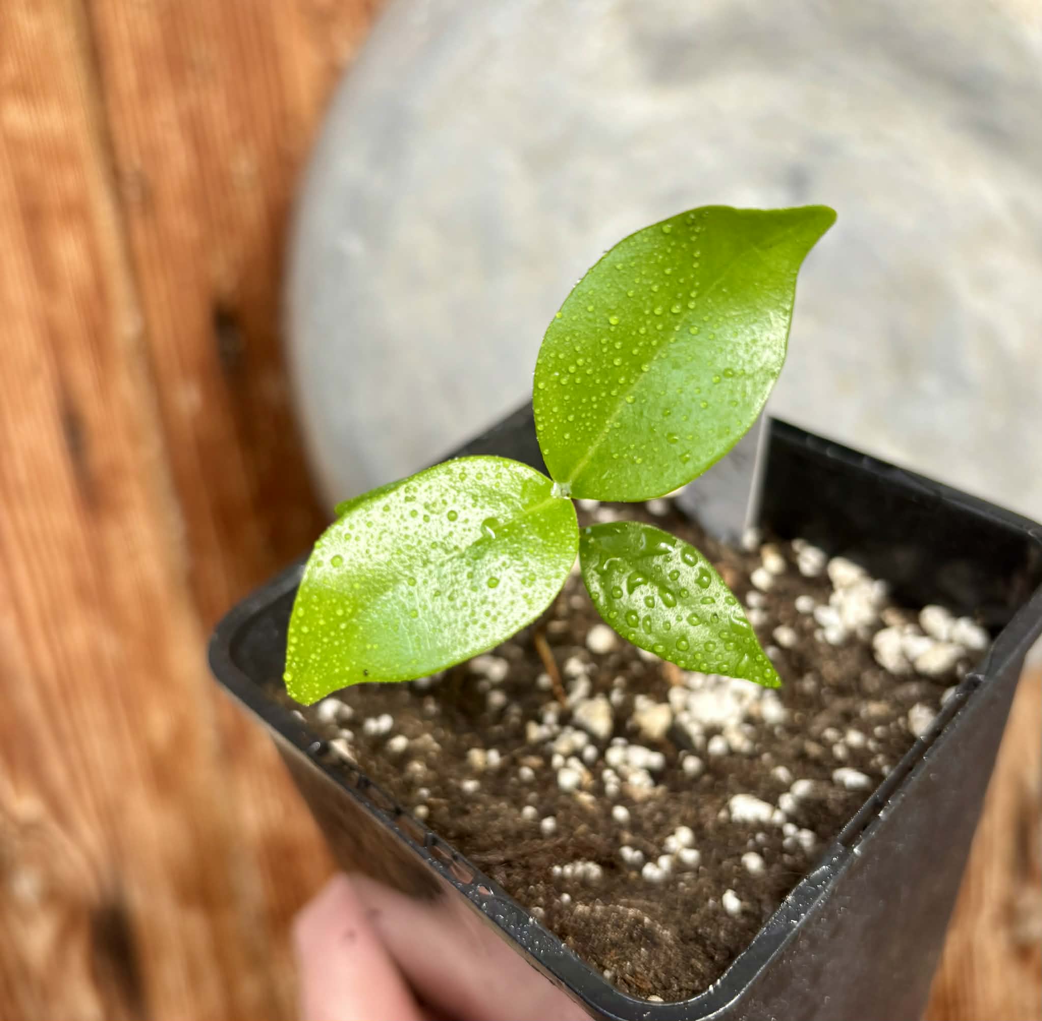 Eugenia sp Pitanguinha Orange - 1 potted seedling / 1 getopfter Sämling