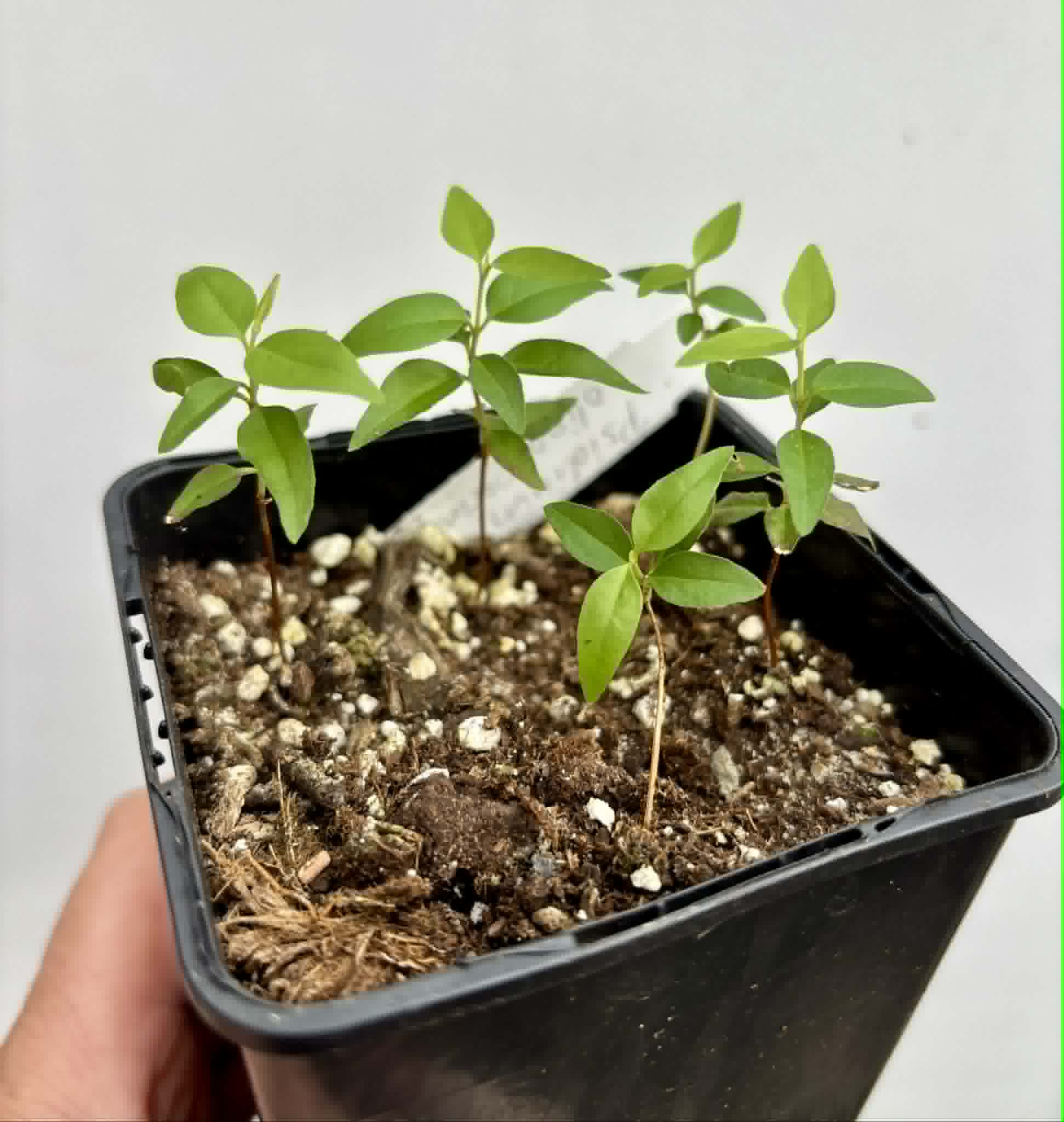 5 in 1 pot - Guayabita (Psidium oligospermum) - 5 seedlings in one pot / 5 Sämlinge in einem Topf