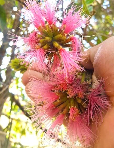 Pink Dwarf Ice Cream Bean (Inga vulpina)  - 1 potted plant / 1 getopfte Pflanze