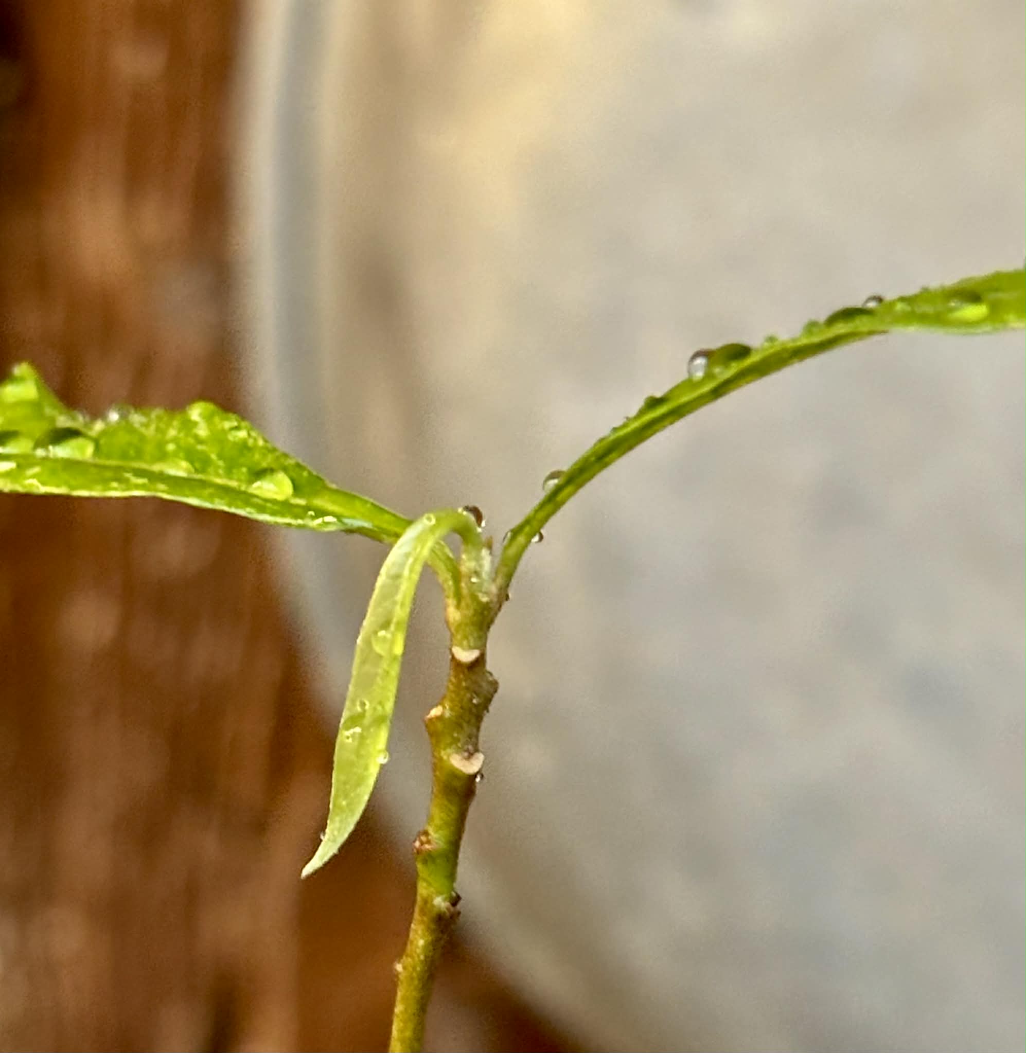 Pouteria sp Ajara - 1 potted plant / 1 getopfte Pflanze