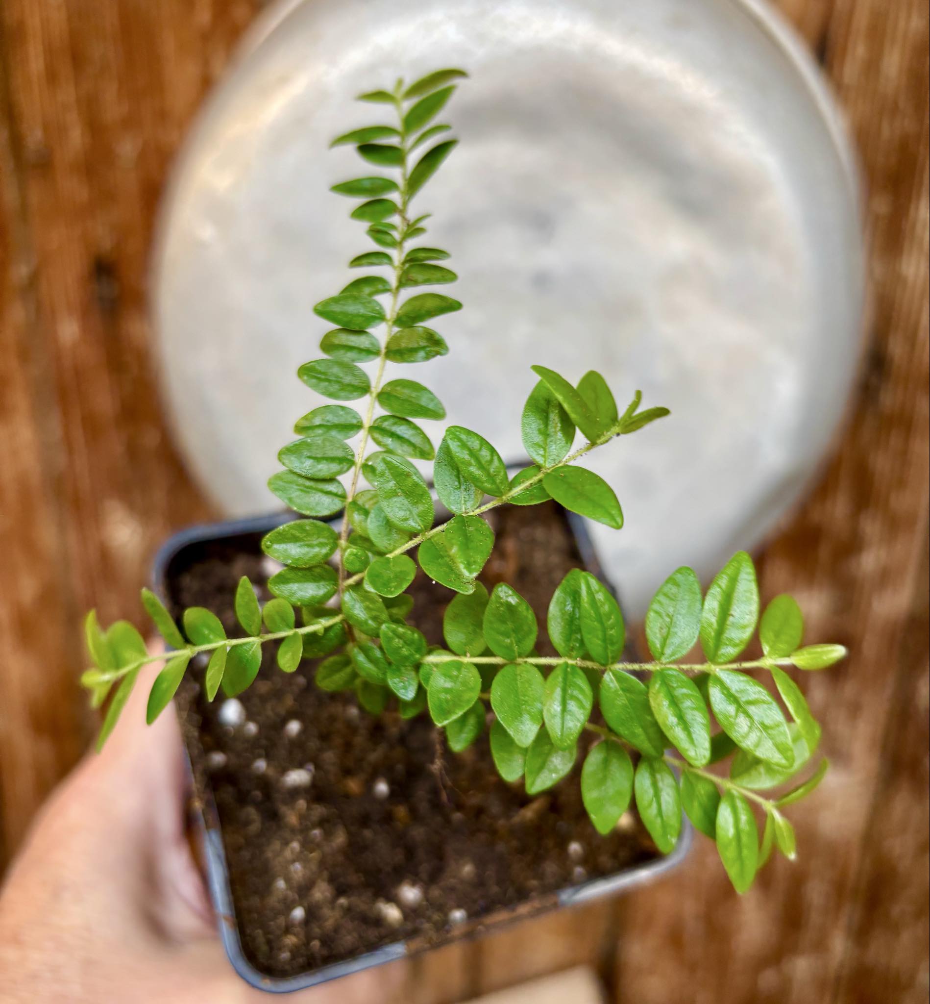 Myrciaria sp Pastora - 1 potted seedling / 1 getopfter Sämling