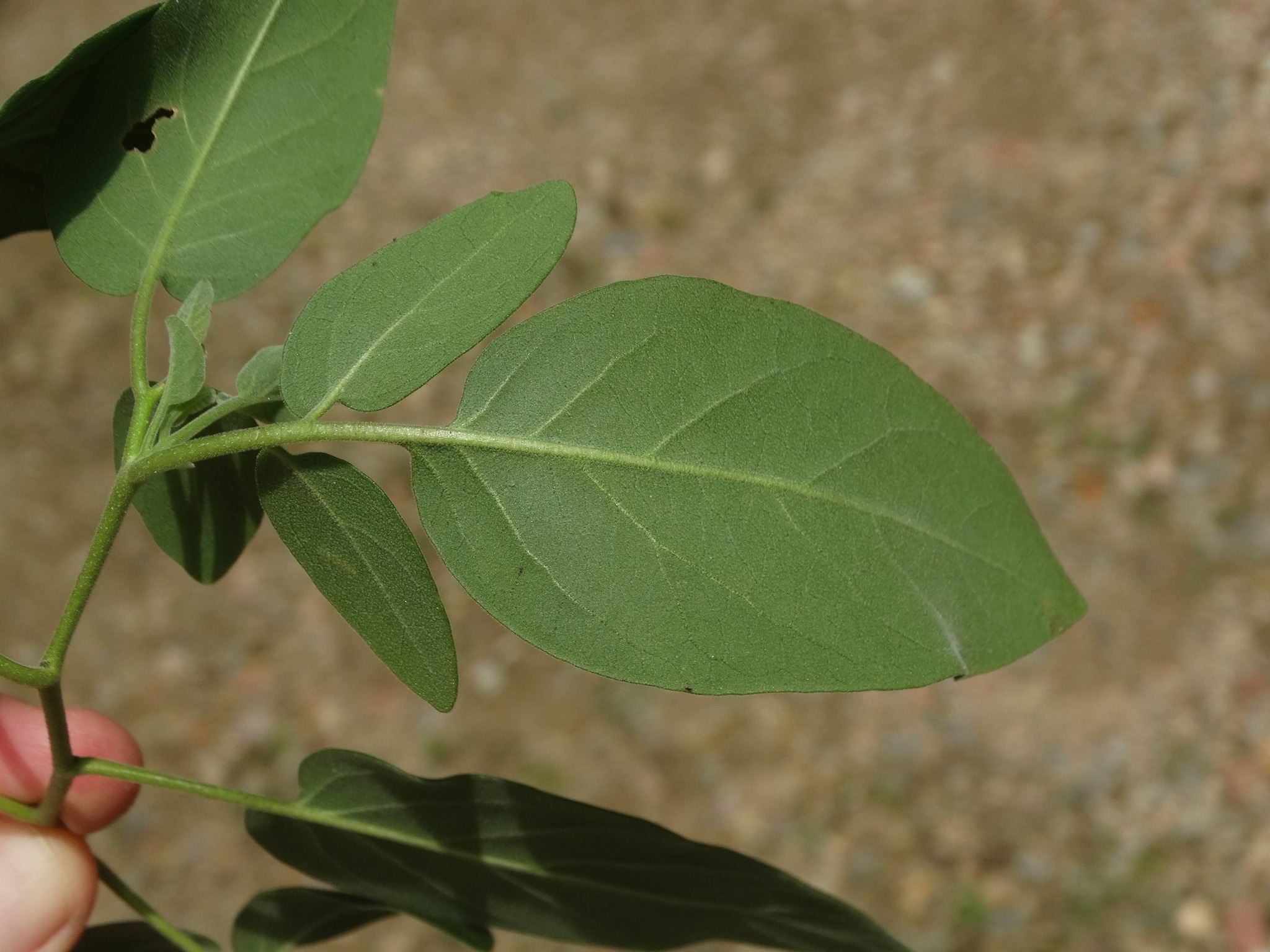 Solanum pelagicum - 1 fresh seed / 1 frischer Samen