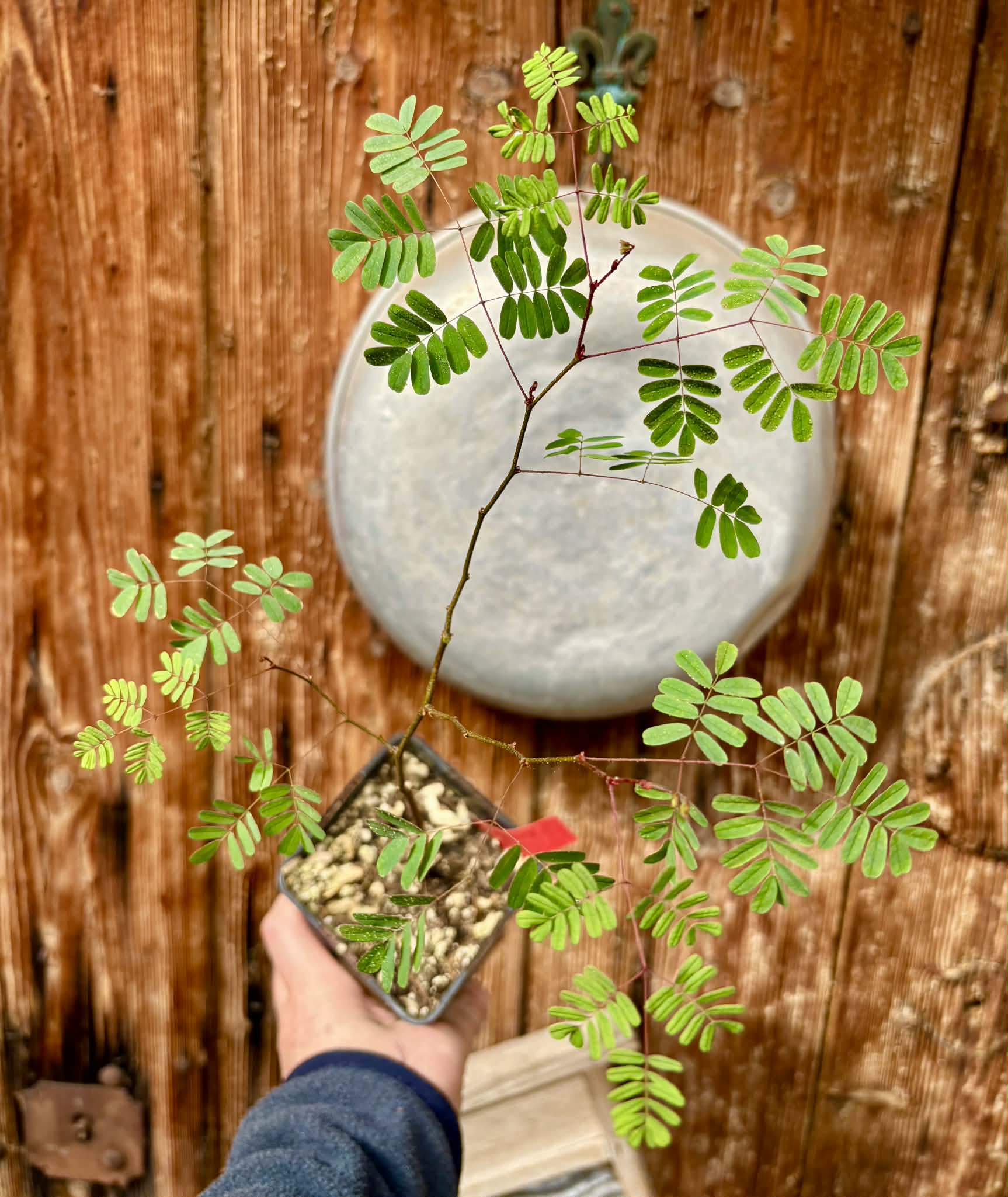 Libidibia ferrea / Brazilian Pau Ferro (Ironwood) -  1 potted plant / 1 getopfte Pflanze