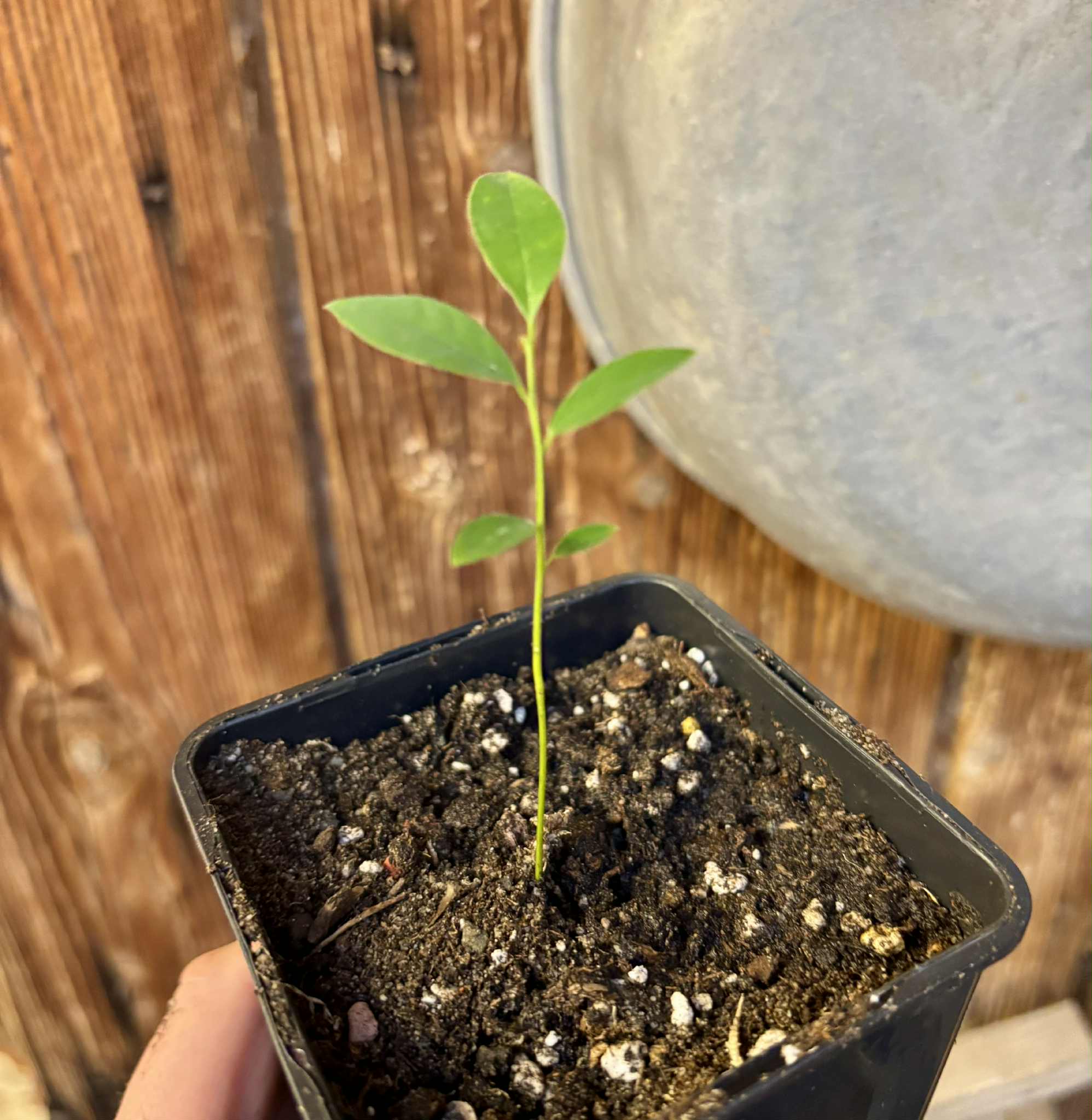 Uvaria cordata -  1 potted seedling / 1 getopfter Sämling