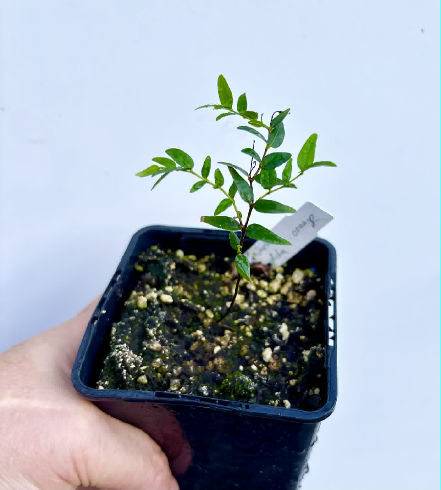 Myrciaria cuspidata ORANGE - 1 potted plant / 1 getopfte Pflanze
