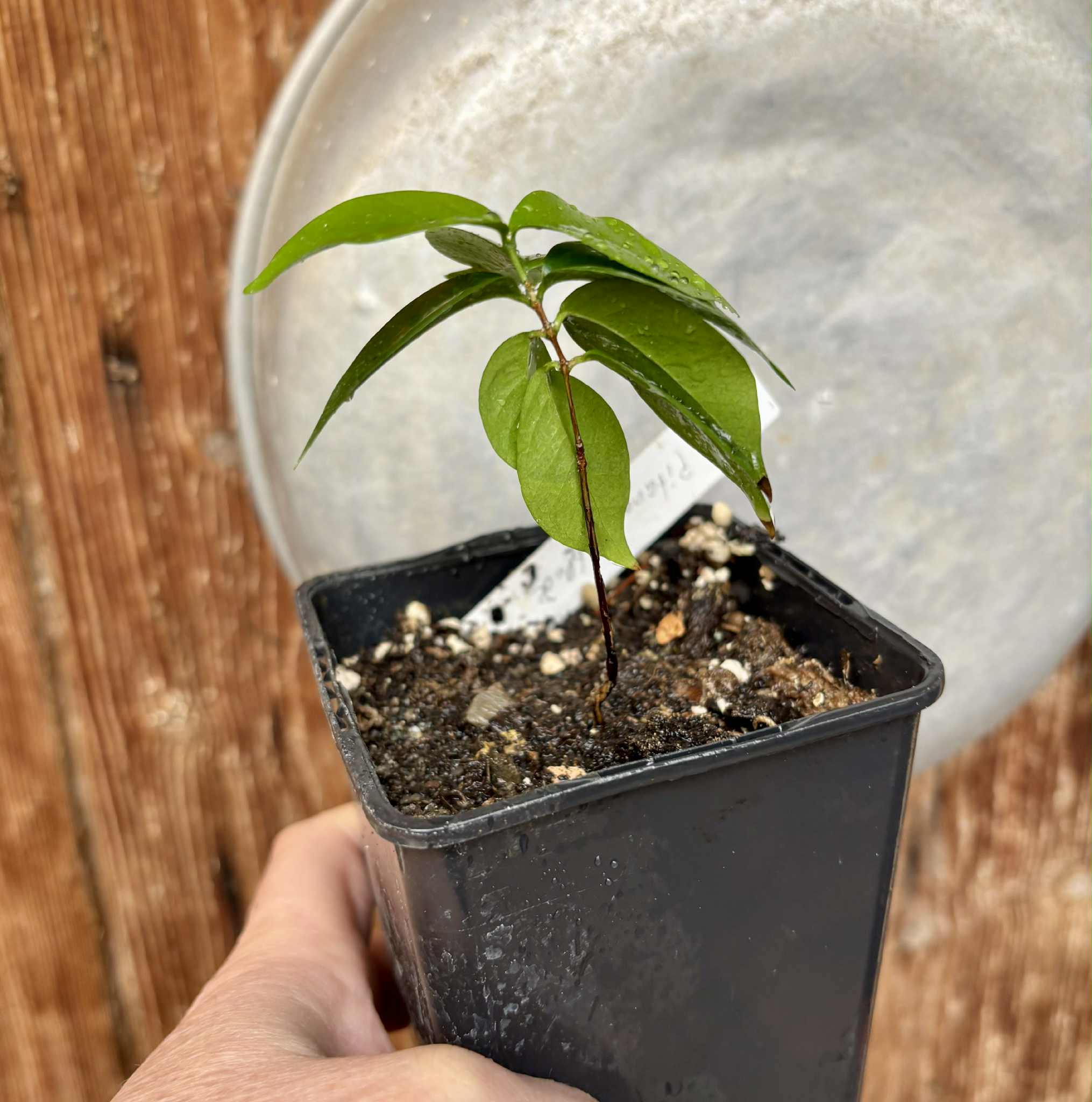 Eugenia uniflora var. black - cultivated variety / 1 potted plant / 1 getopfte Pflanze