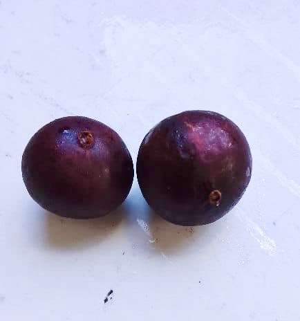 Pre Order - Plinia sp UNA justino -  1 fresh seed / 1 frischer Samen