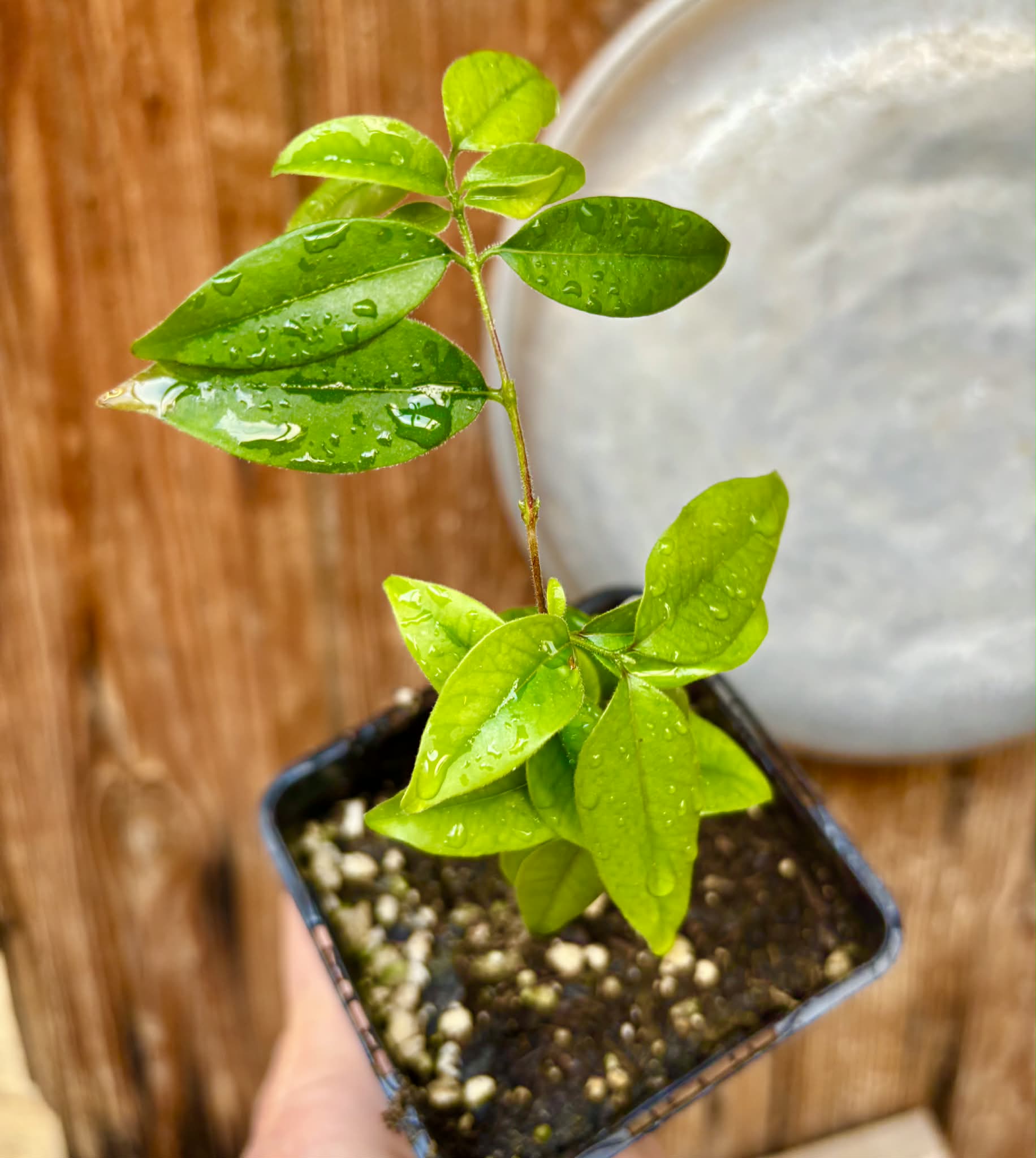 Eugenia sp Guajuba suave -  1 potted seedling / 1 getopfter Sämling