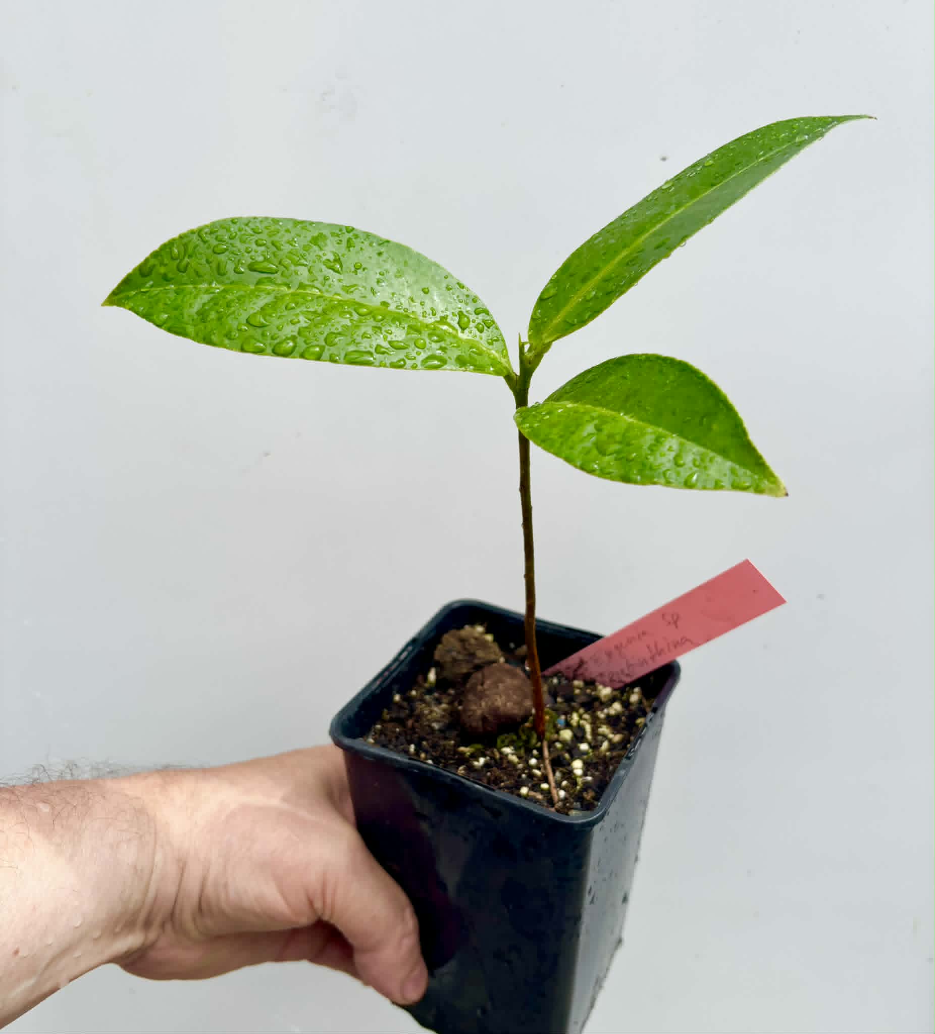 Eugenia sp Terebinthina - 1 potted seedling / 1 getopfter Sämling