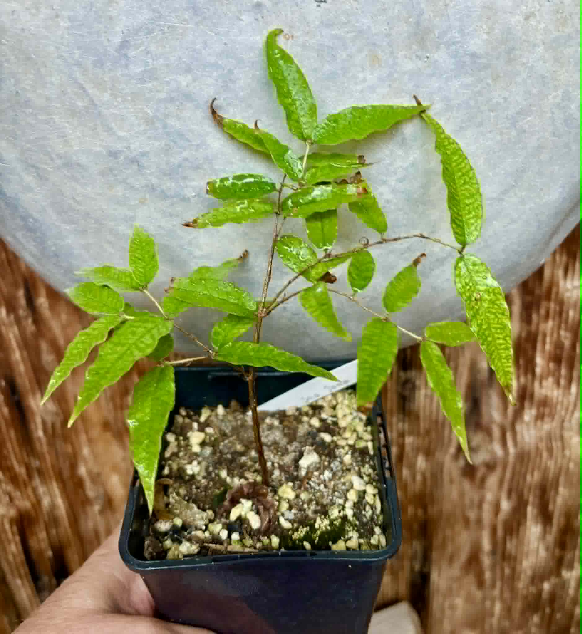Plinia sp Cabo longo Sao Joao -  1 potted seedling / 1  getopfter Sämling