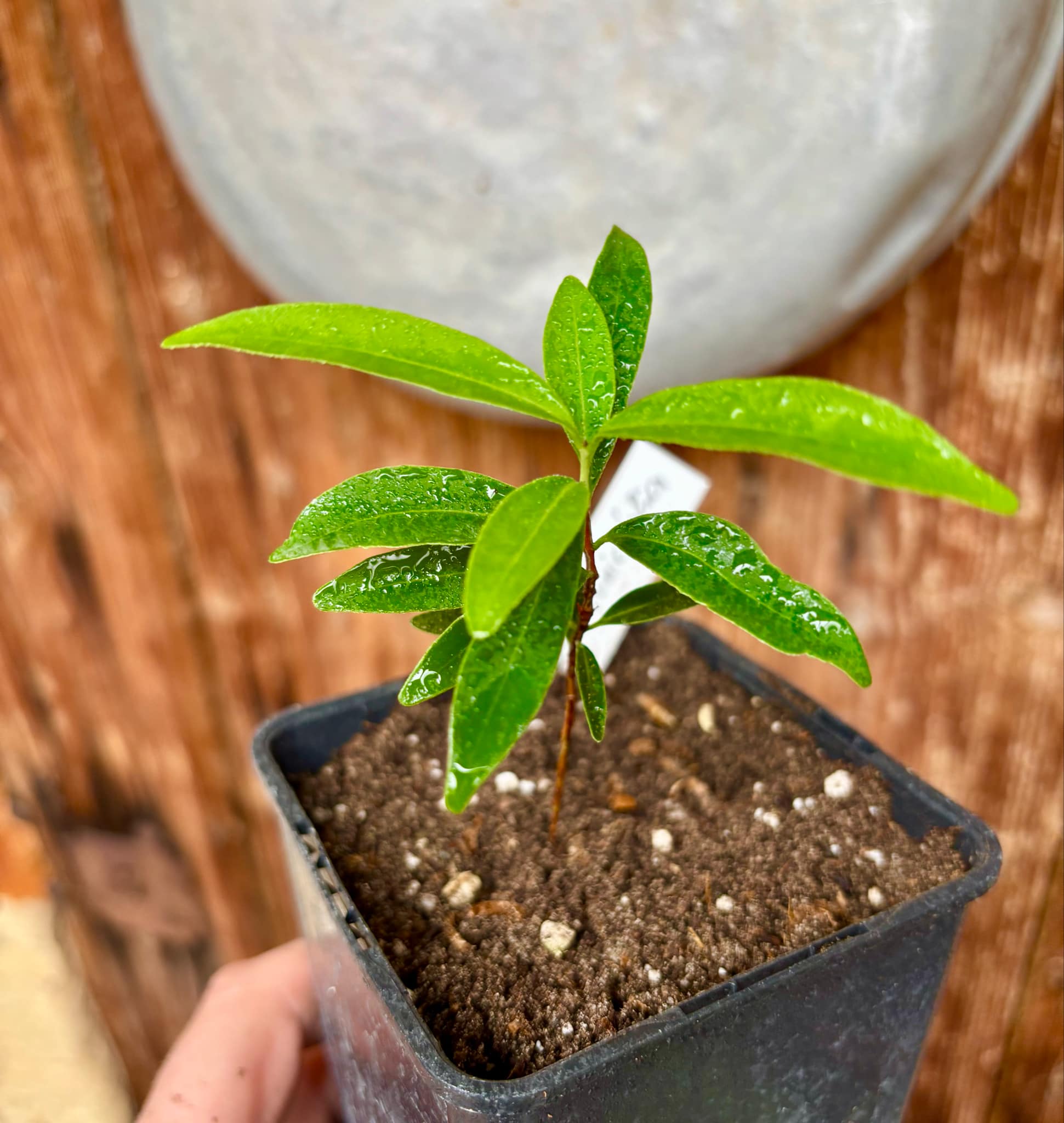 Eugenia punicifolia - 1 potted plant / 1 getopfte Pflanze