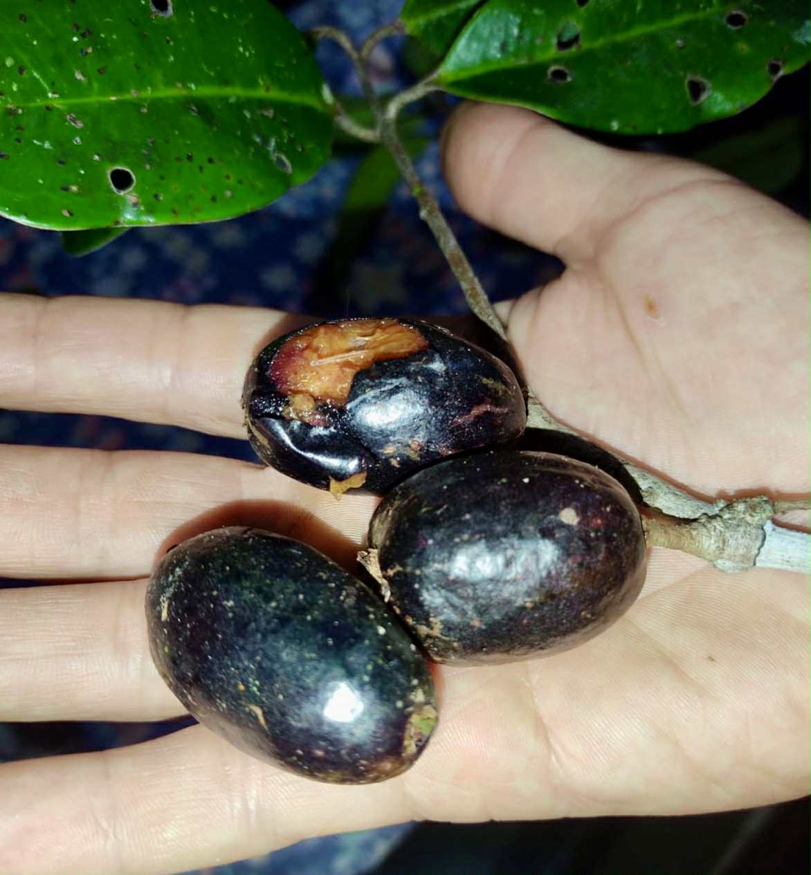 Eugenia sp Essencia negra - 1 germinated seed / 1 gekeimter Samen