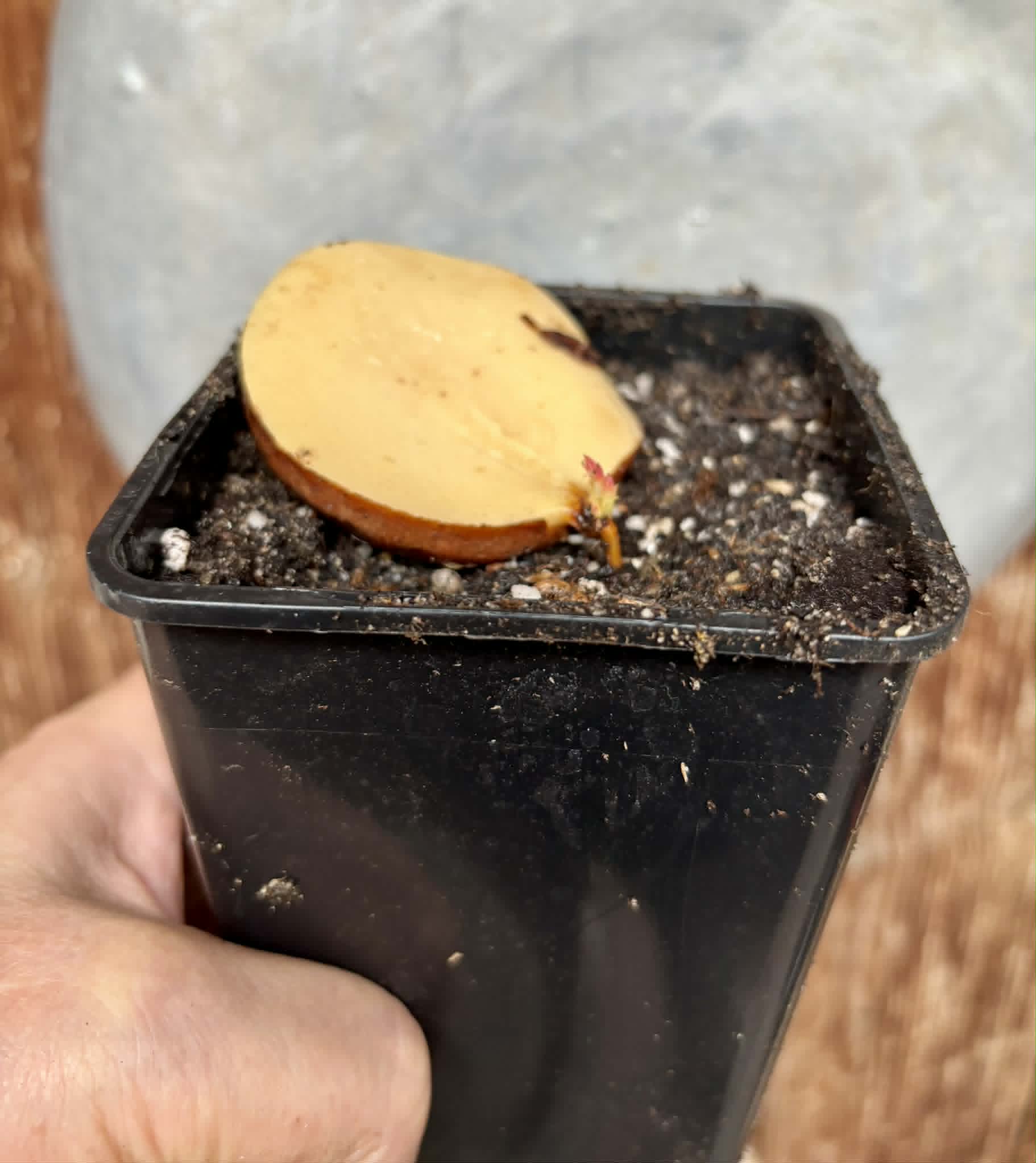 3 shots - Plinia longiacuminata -  1 potted seedling / 1 getopfter Sämling