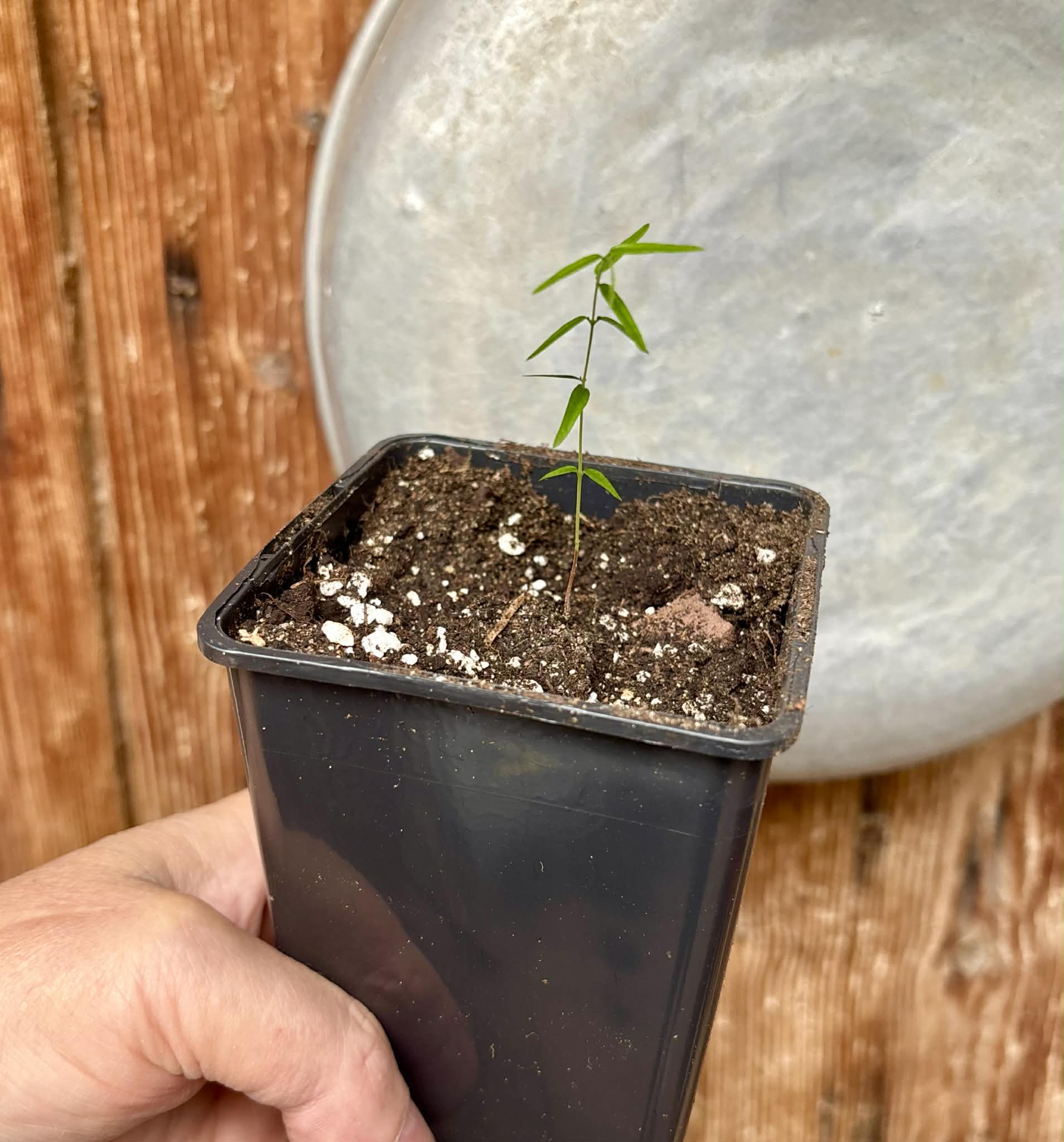 Myrciaria sp Cheirosa azul  - 1 potted seedling / 1 getopfter Sämling