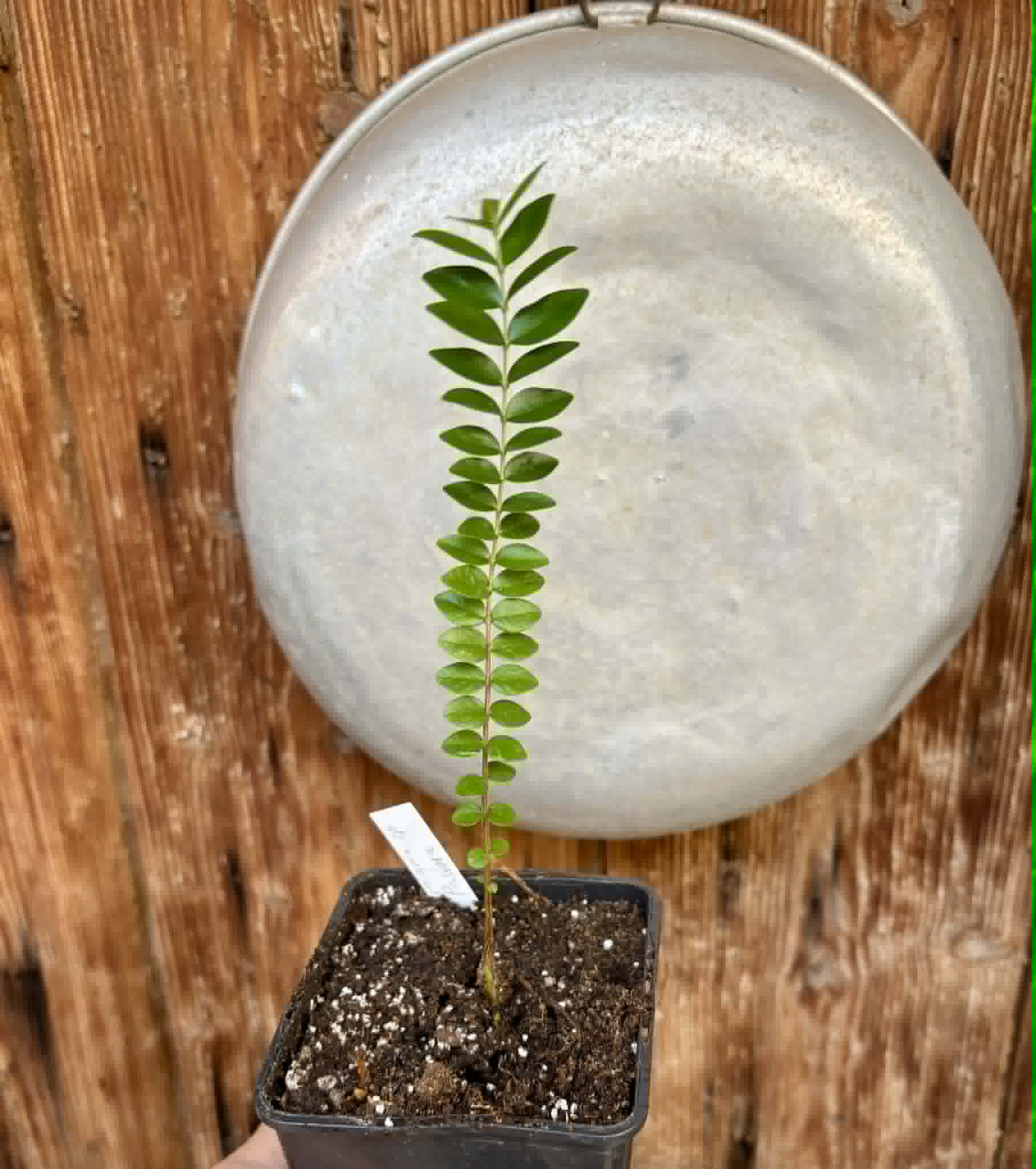 Myrciaria sp Pastora - 1 potted plant / 1 getopfte Pflanze