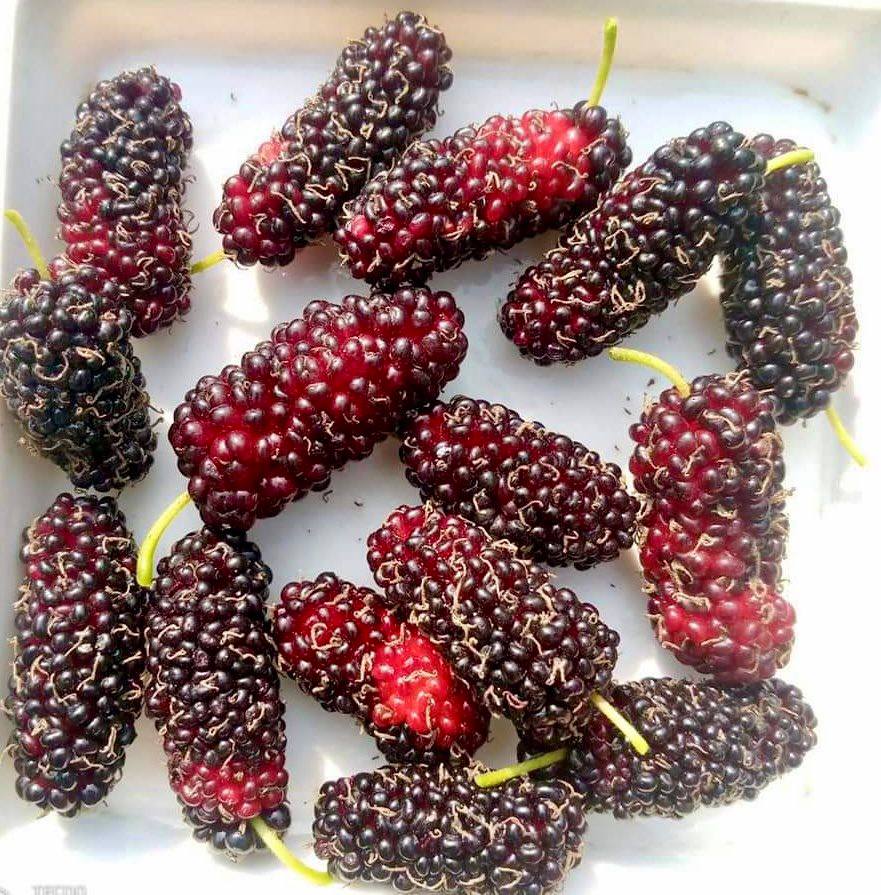 Mulberry Chiang Mai 60 - rotted cutting - 1 potted plant / 1 getopfte Pflanze