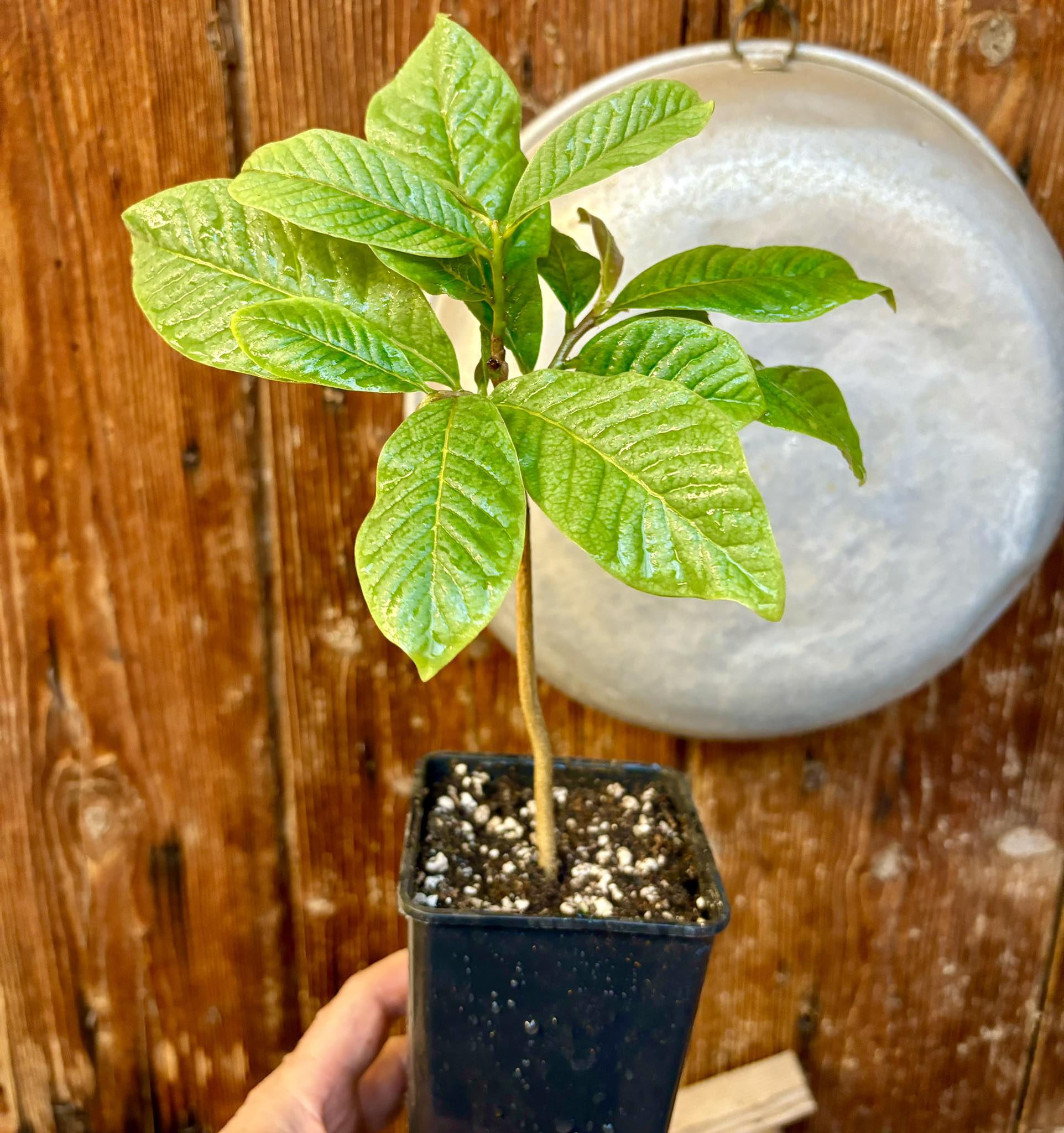 Annona purpurea - Soncoya - 1 potted plant / 1 getopfte Pflanze