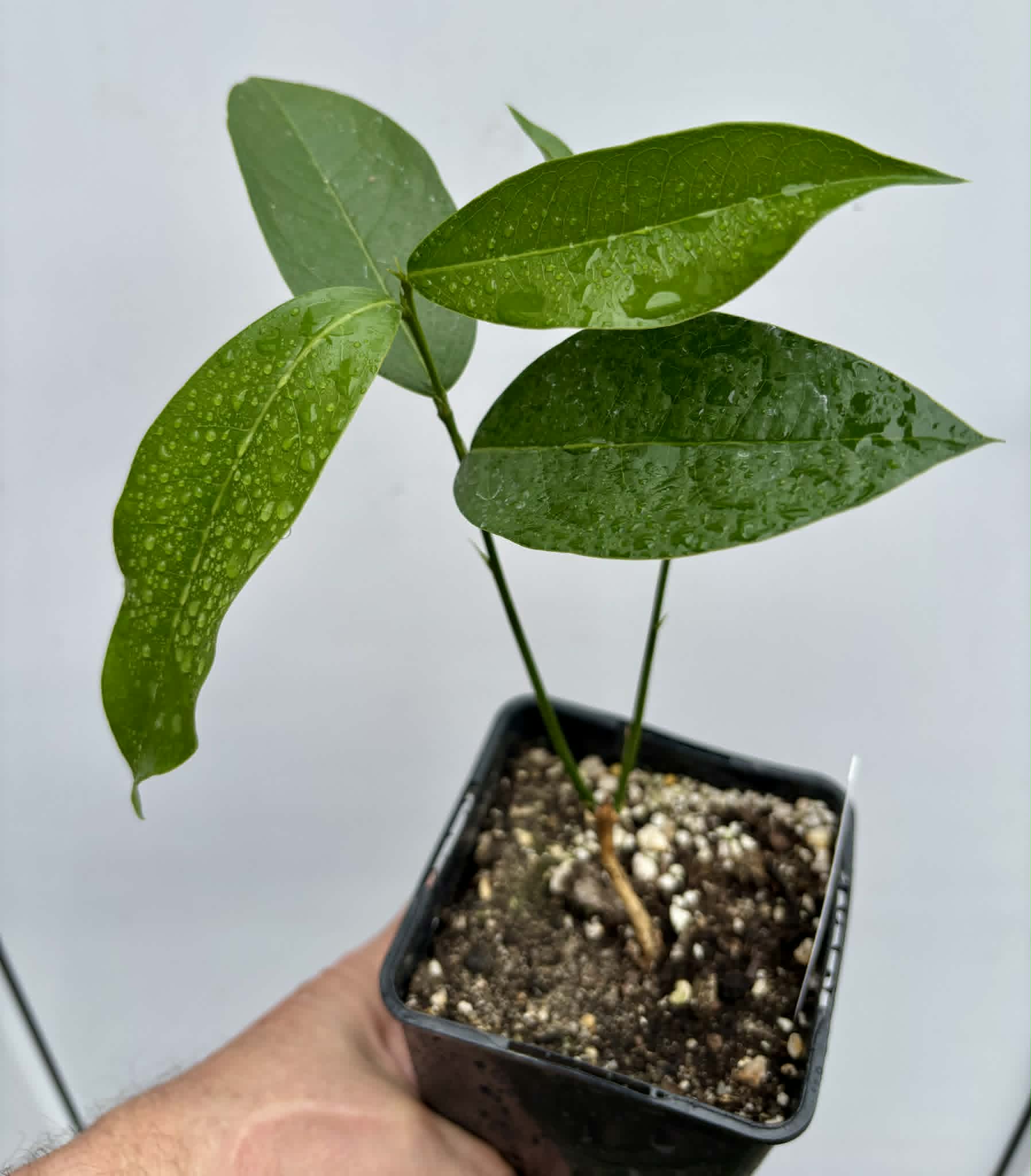 Zollernia ilicifolia - 1 potted seedling / 1 getopfter Sämling