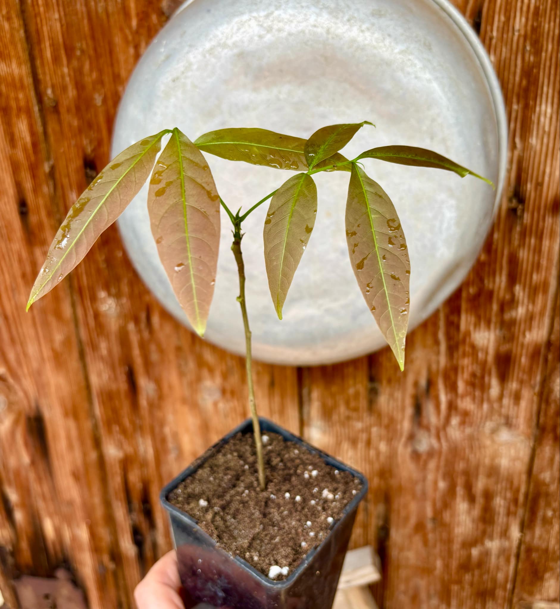 Talisia esculenta - Pitomba do Nordeste - 1 potted plant / 1 getopfte Pflanze
