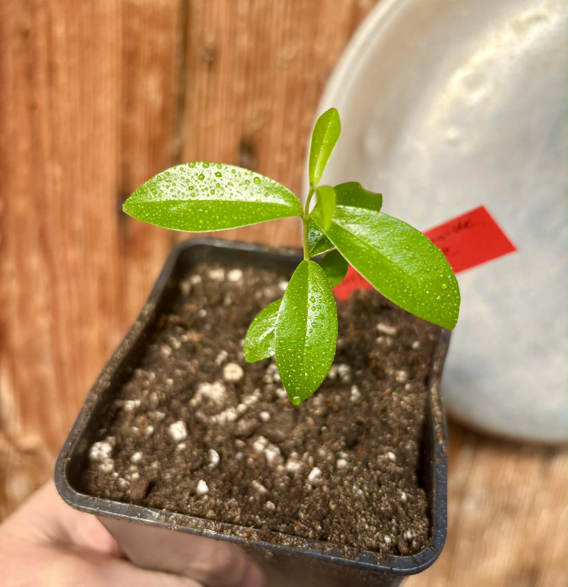 Cherry of Rio Grande var. Gigante (Eugenia involucrata) - 1 potted seedling / 1 getopfter Sämling