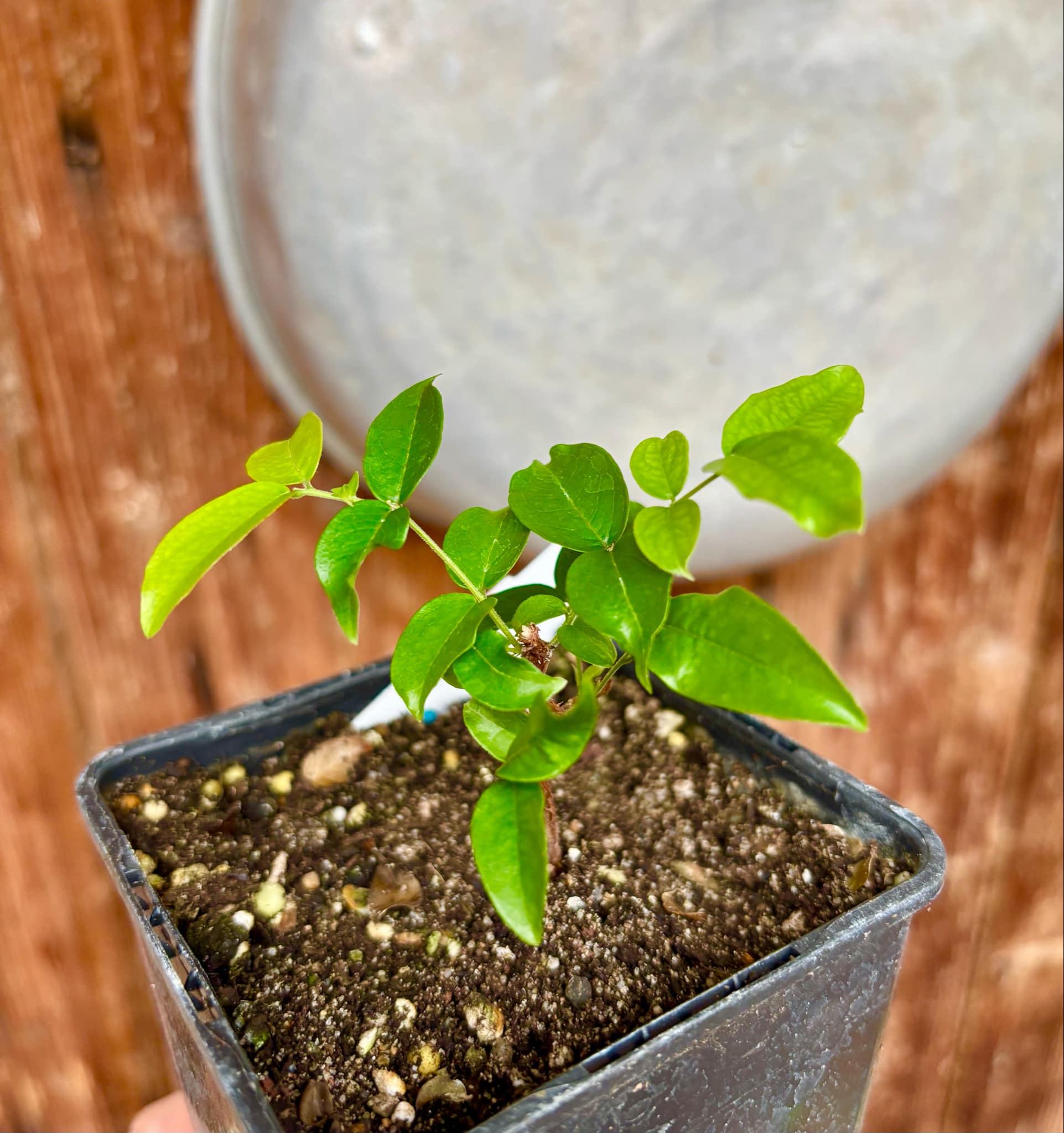 Plinia sp Caipirinha - Guapurium caipirinha - 1 potted plant / 1 getopfte Pflanze