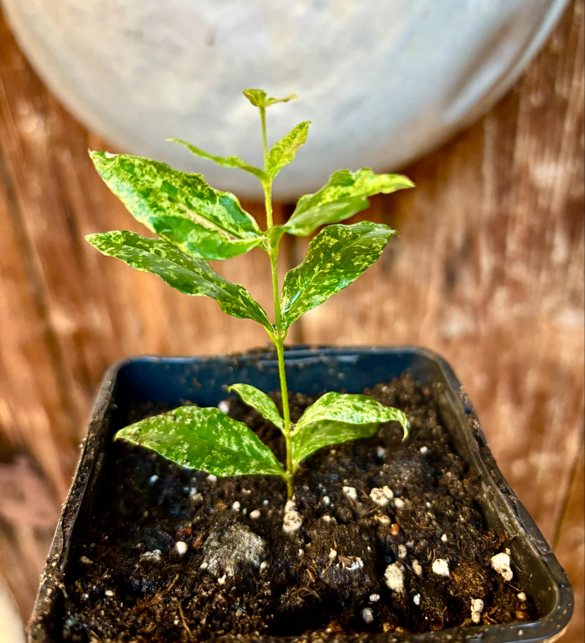 variegated Acerola (Malpighia glabra) rooted cutting - 1 potted rooted cutting / 1 getopfter, bewurzelter Steckling