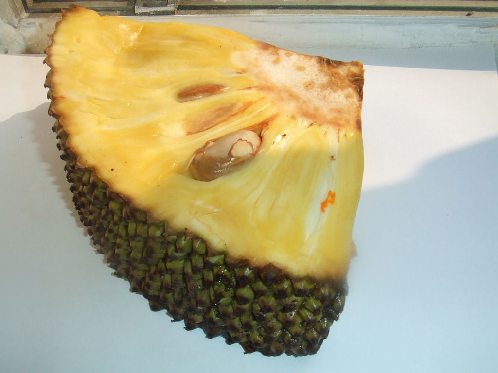 Jackfruit (Artocarpus heterophyllus) 1 potted plant / 1 getopfte Pflanze Jackfruit (Artocarpus heterophyllus) 1 potted plant / 1 getopfte Pflanze