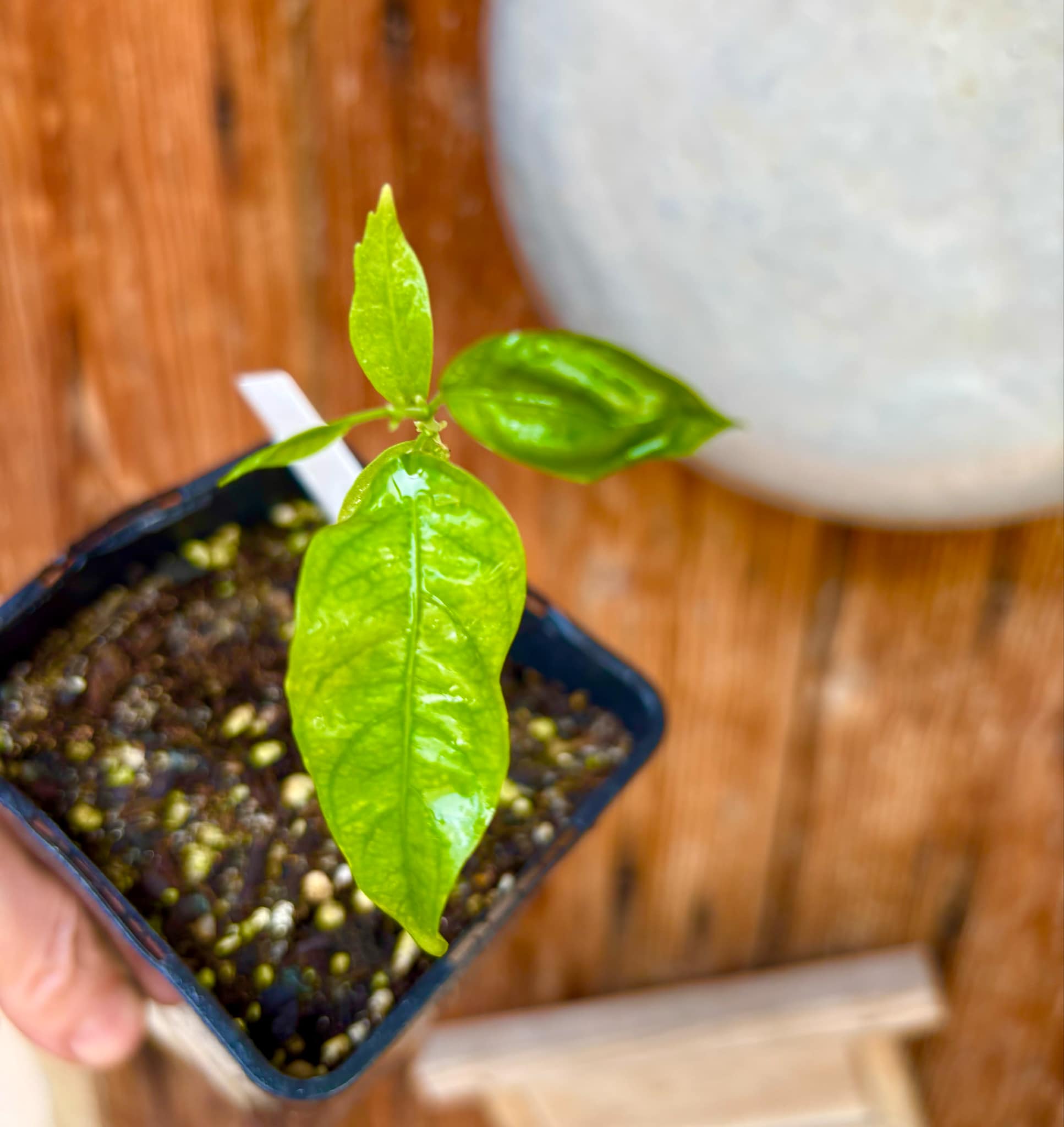 Guaraná (Paullinia cupana) - 1 small potted seedling / 1 kleiner, getopfter Sämling 