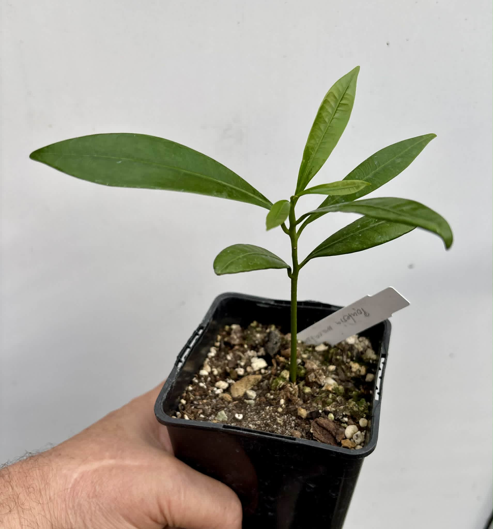 Pouteria macahensis - 1 potted seedling / 1 getopfter Sämling